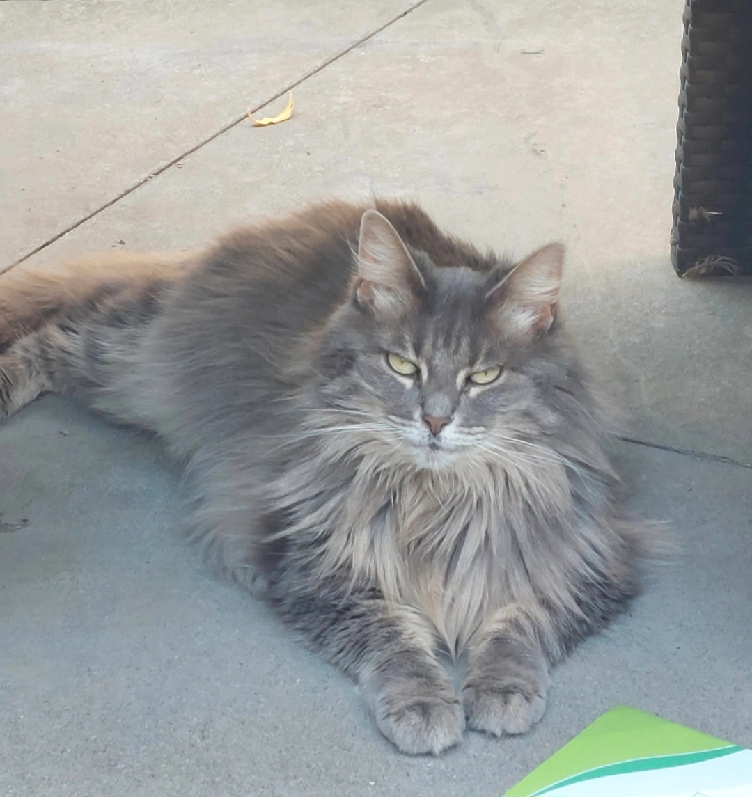 Mistigri - Thier des Trixhes 92, Flémalle