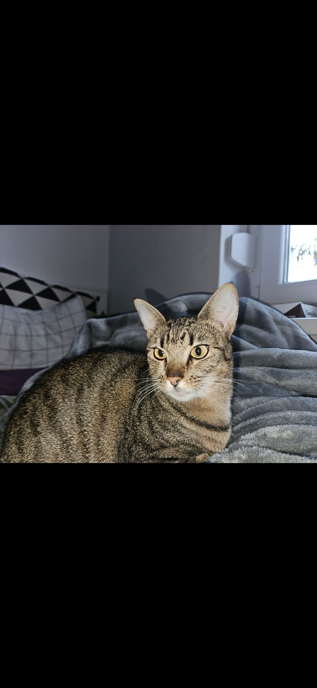 Kiwi - Ulica Huga Badalića, Zagreb