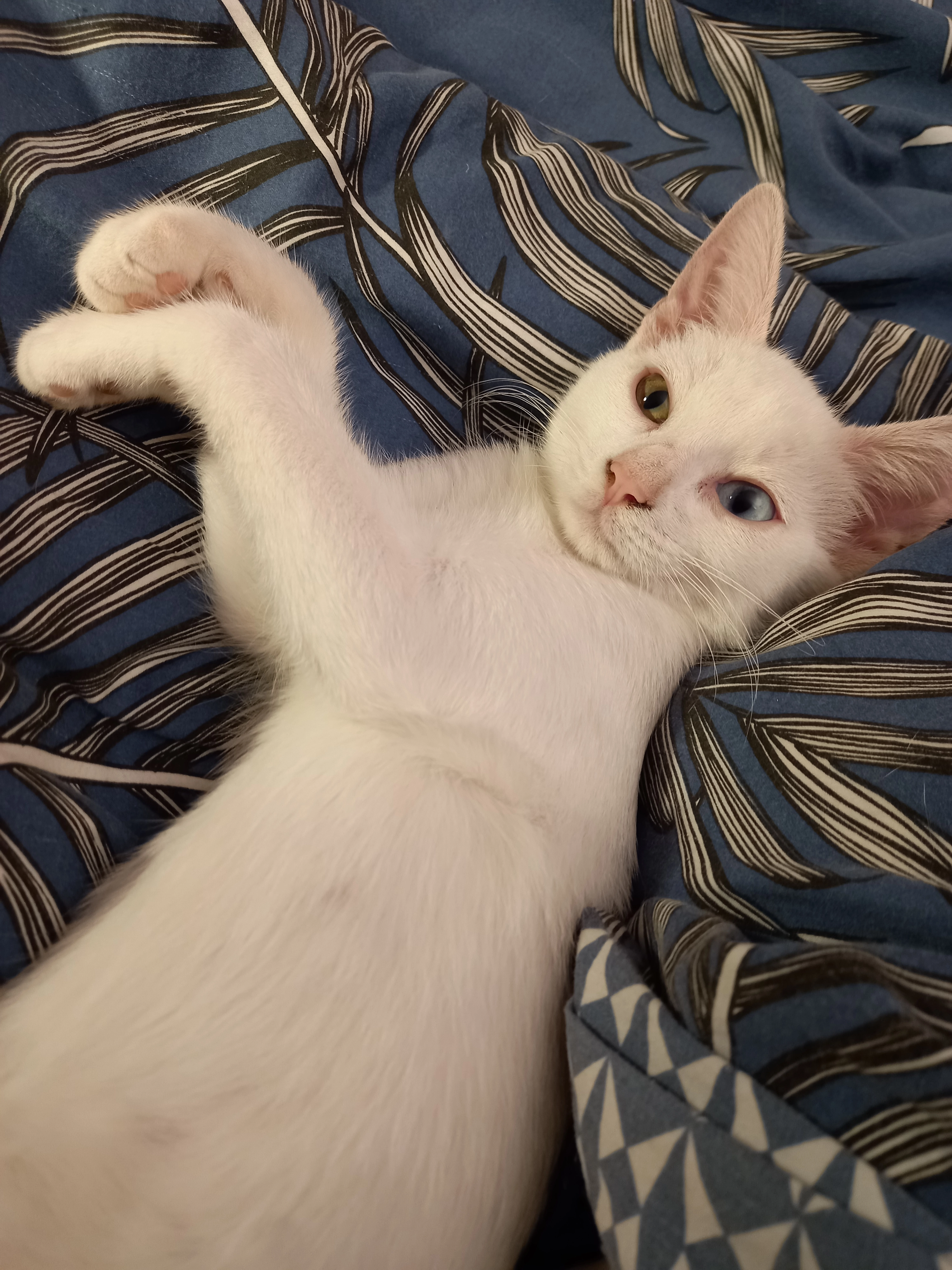 Venus - Rue Charles Meunier, Avon