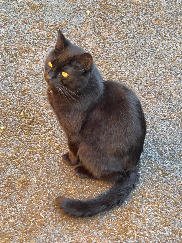 Oreo - Wakefield Road, Huddersfield