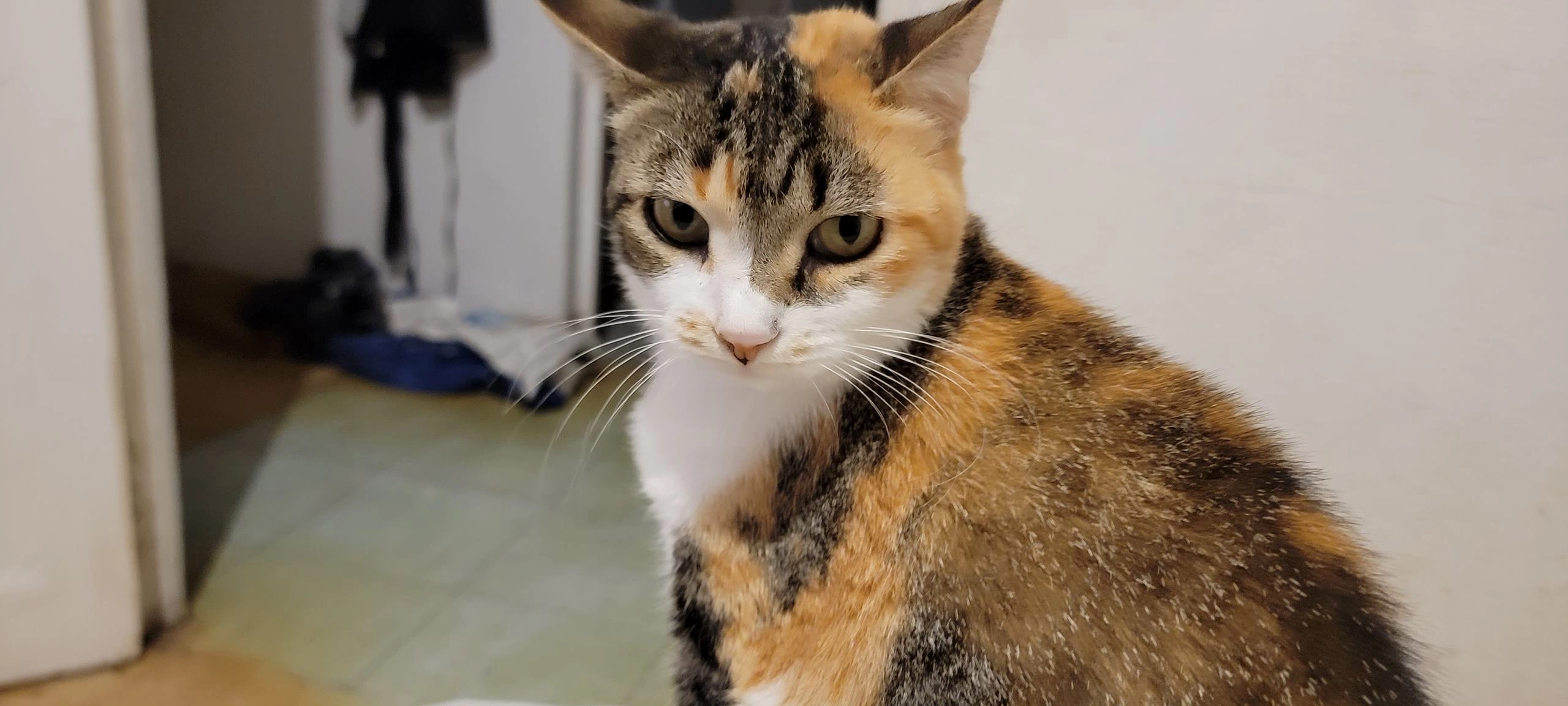 Mikasa - Avenue du Mas de Sapte, Saint-Aunès