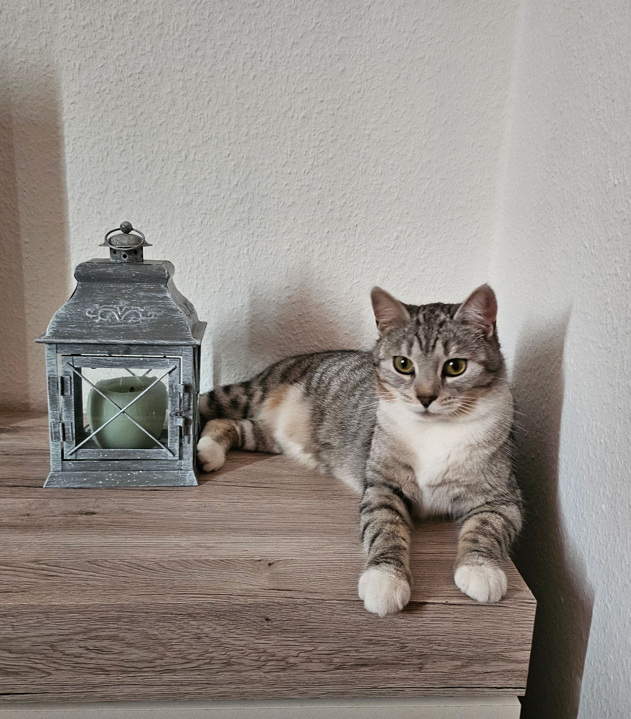 Migotka - Walsroder Straße, Bad Fallingbostel