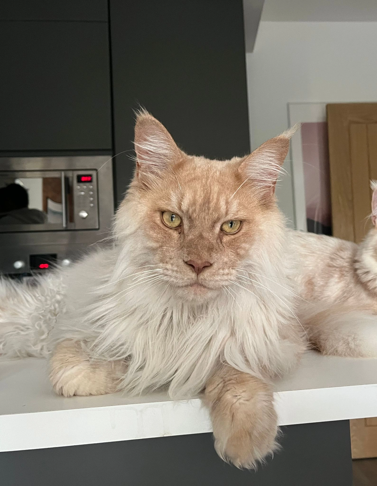 Simba - Thames Side, Staines-upon-Thames