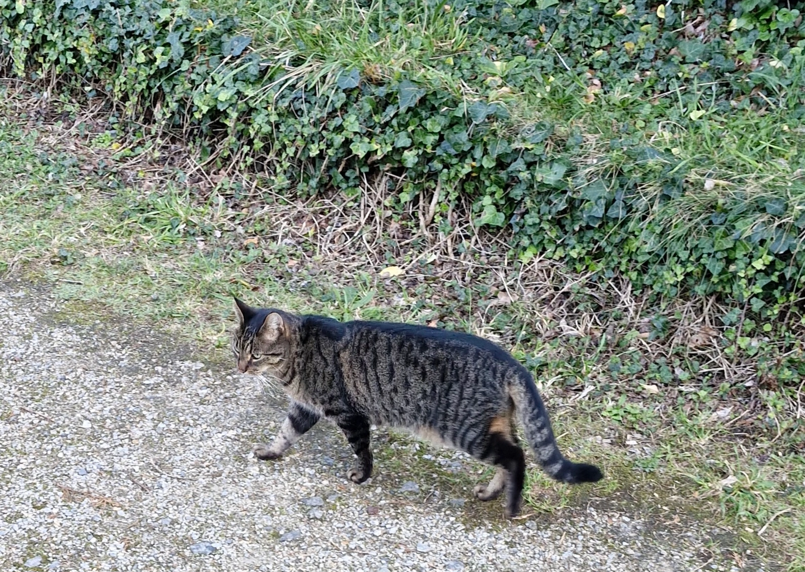 Corona - Loden Bihan, Guidel