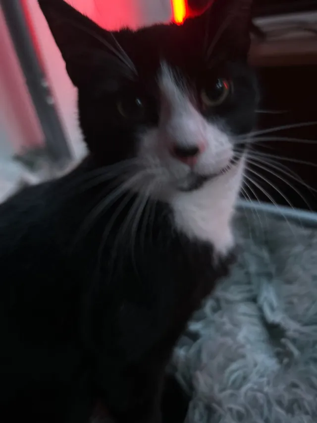smudge - The Spinney, Uckfield