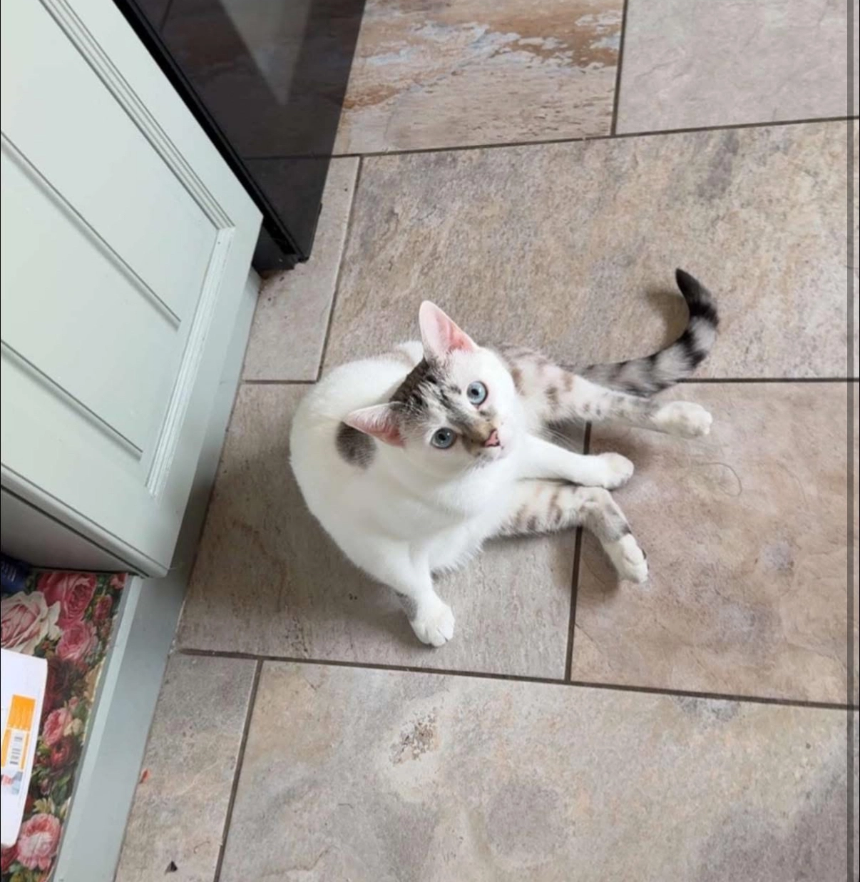 Iris - Springfield Court, Wrexham