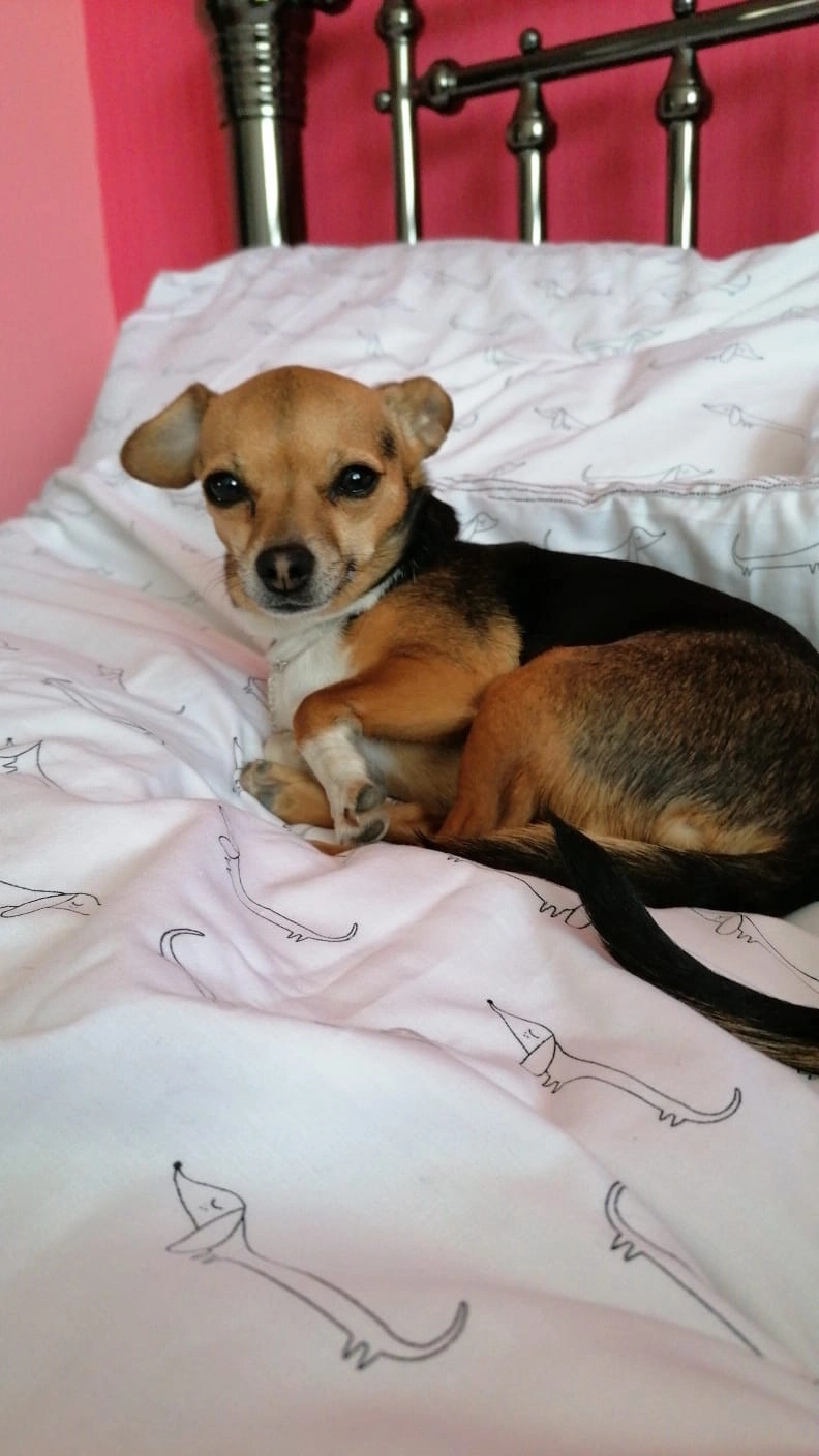 Chanel  - David Way, Poole