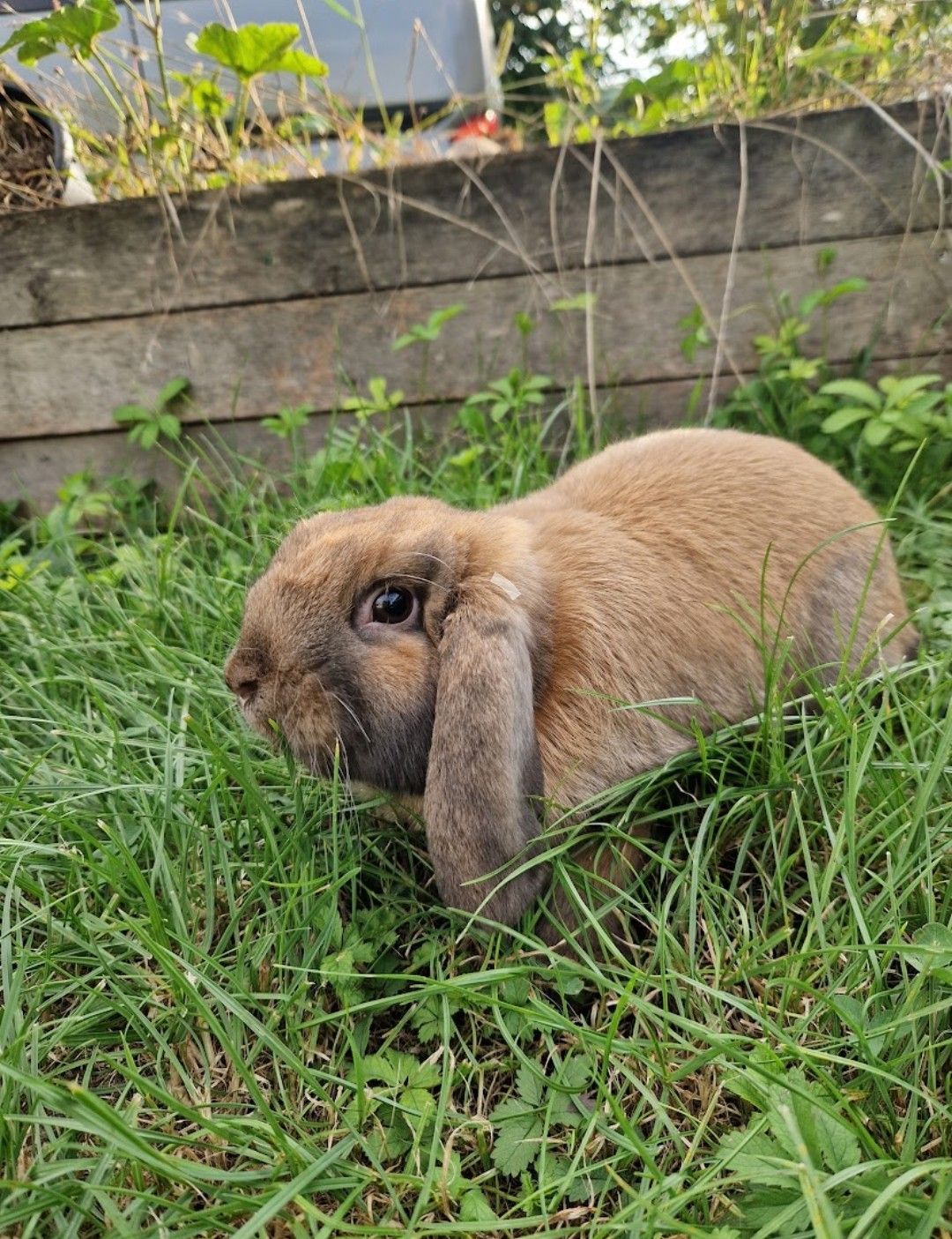 Berlioz - 9B Rue de la Mouline, Remiremont