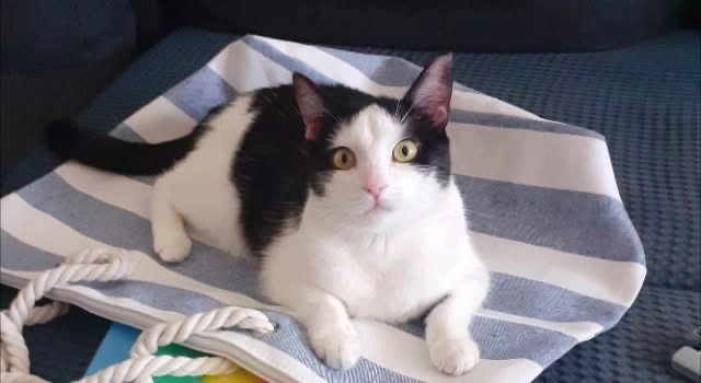 Milka - Calea Călărași, București