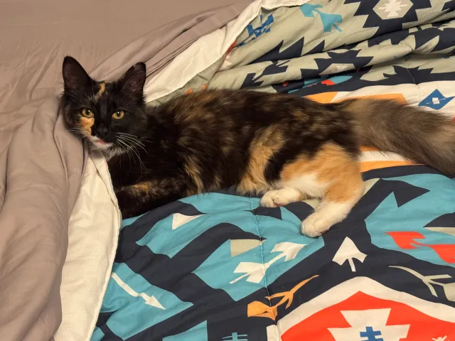 Freya - Revere Street, Aurora