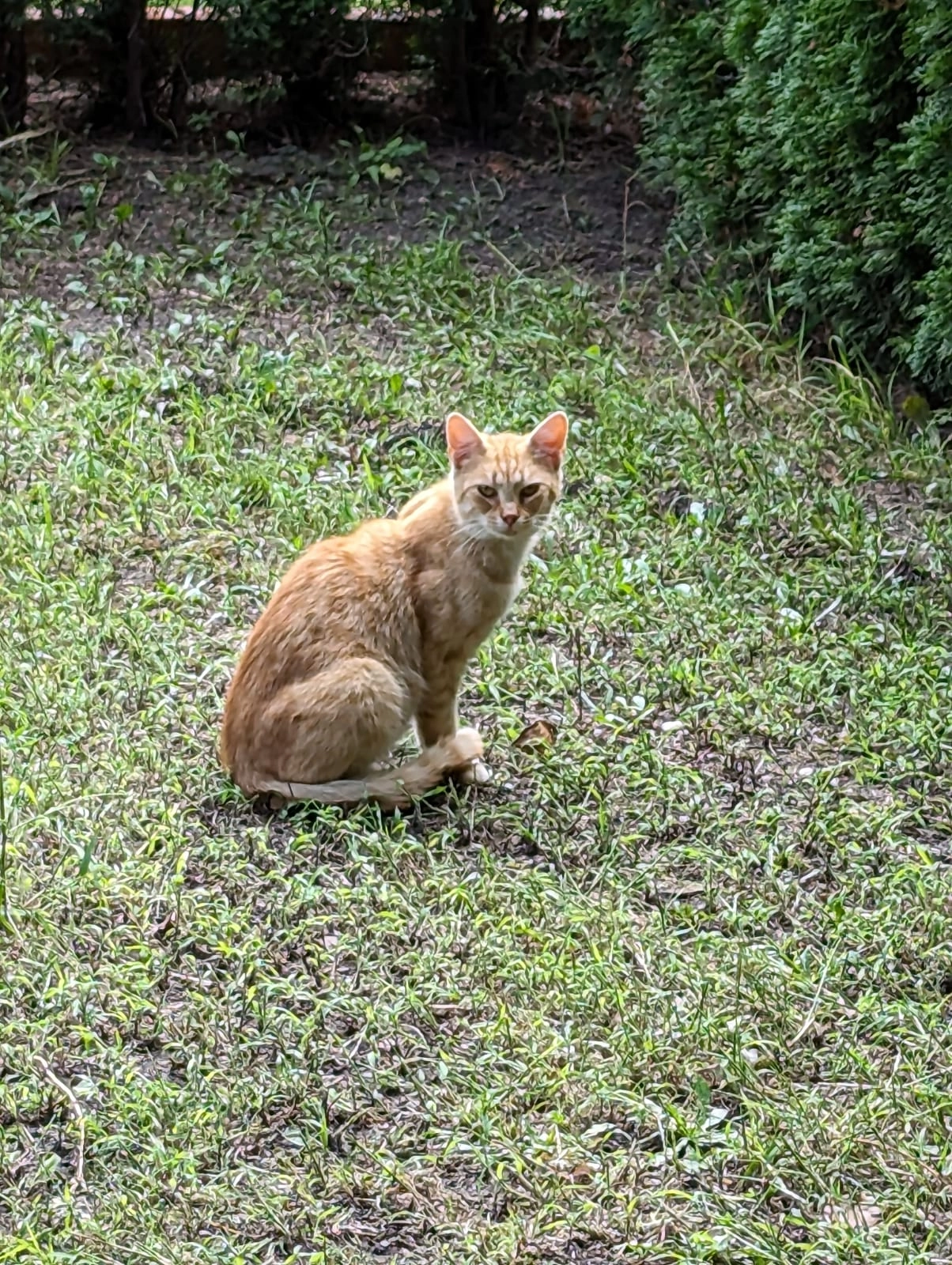 Simba  - Oschatzer Straße 48, Strehla