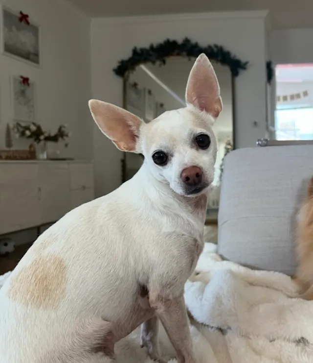 Bella  - 89 E 8000 S, Midvale