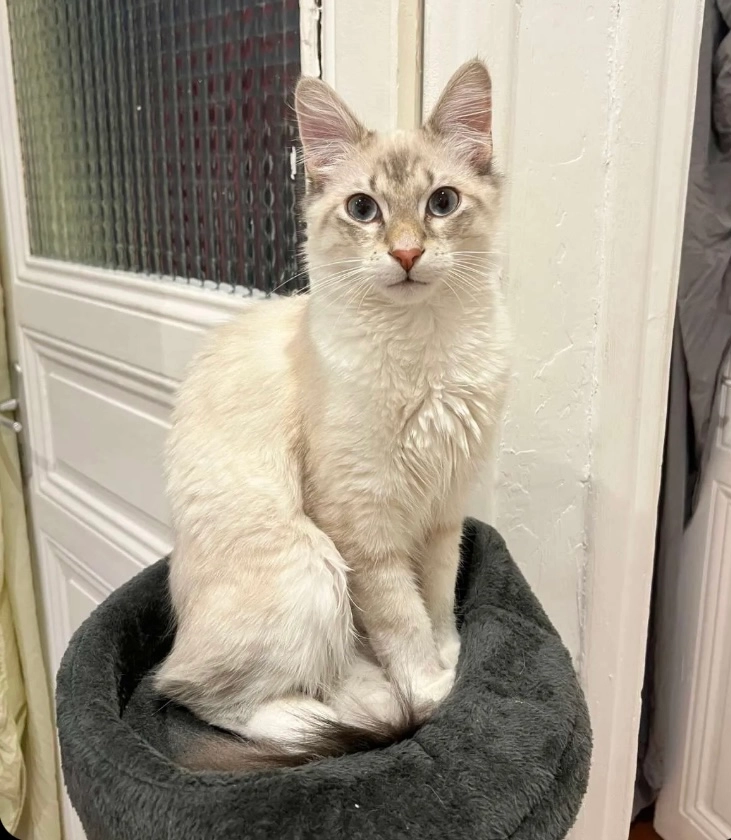 Cotcha - Rue Berthelot, Saint-Germain