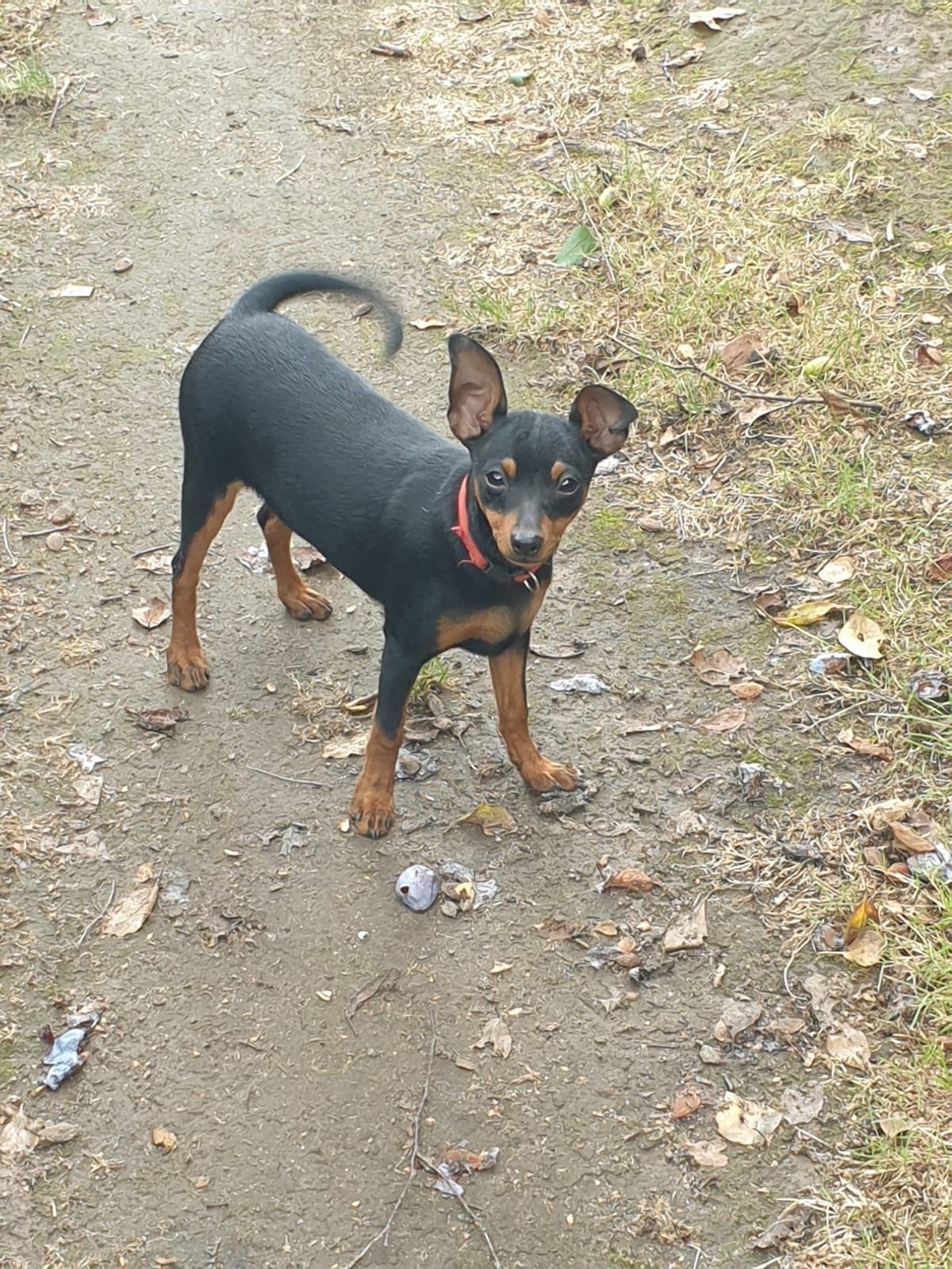 Lucky - Robert-Bosch-Straße, Langen