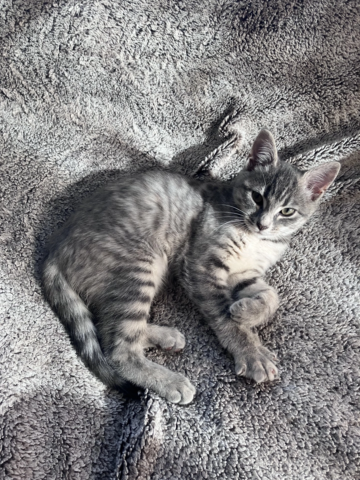 Ginger ou Zouzou - Rue Des Écureuils, Remiremont