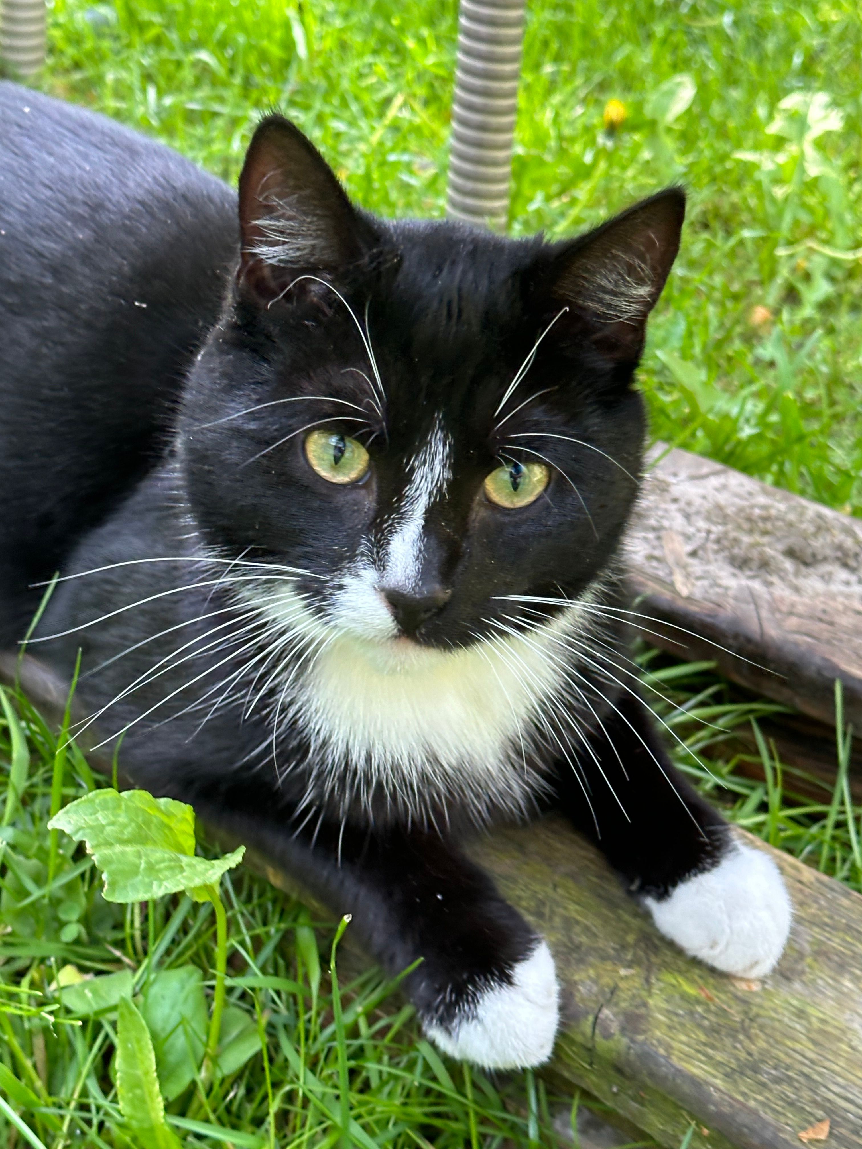 Gojo - Eschweg, Freiburg