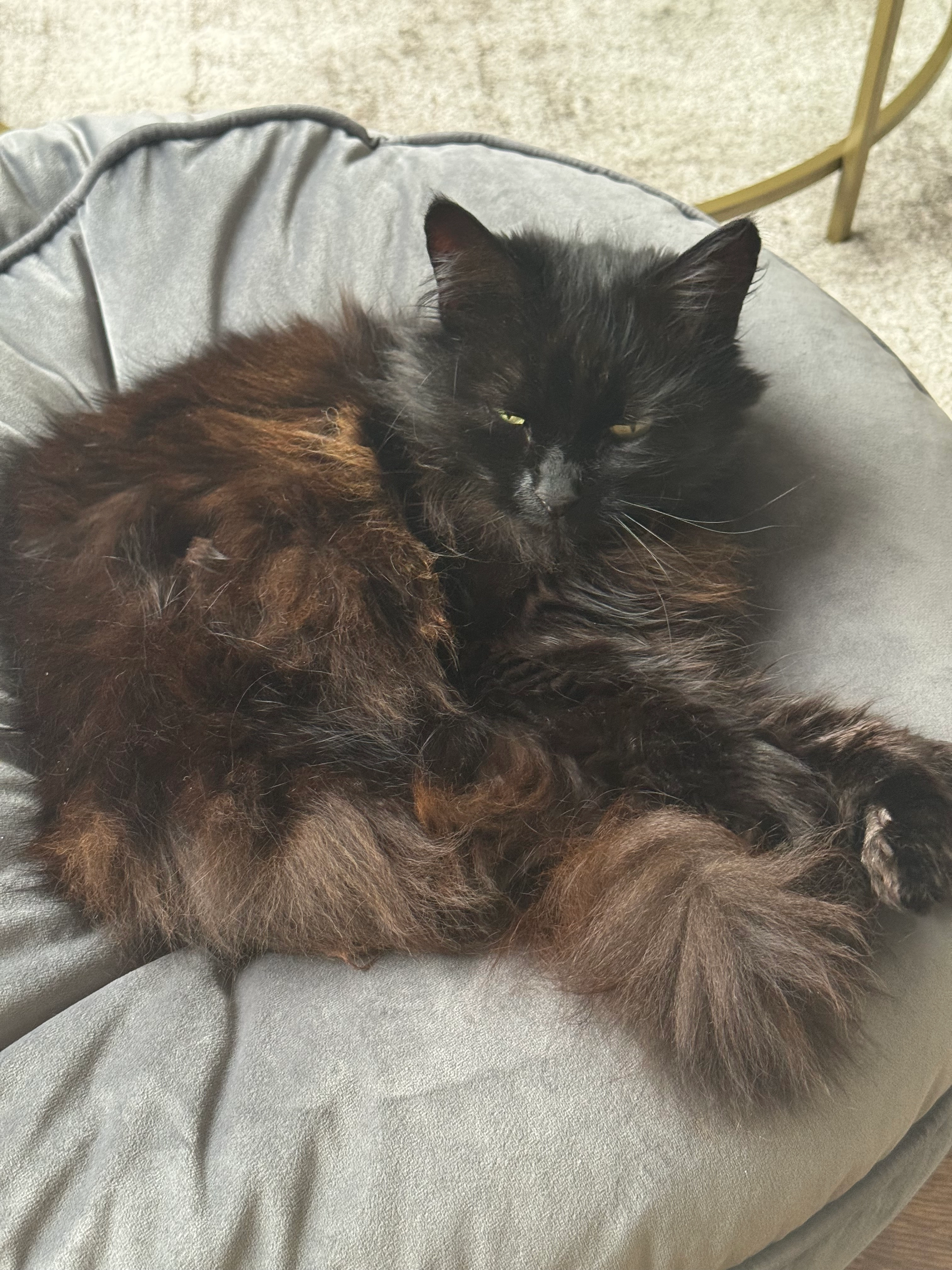 Lottie - Shelley Avenue, Northwich