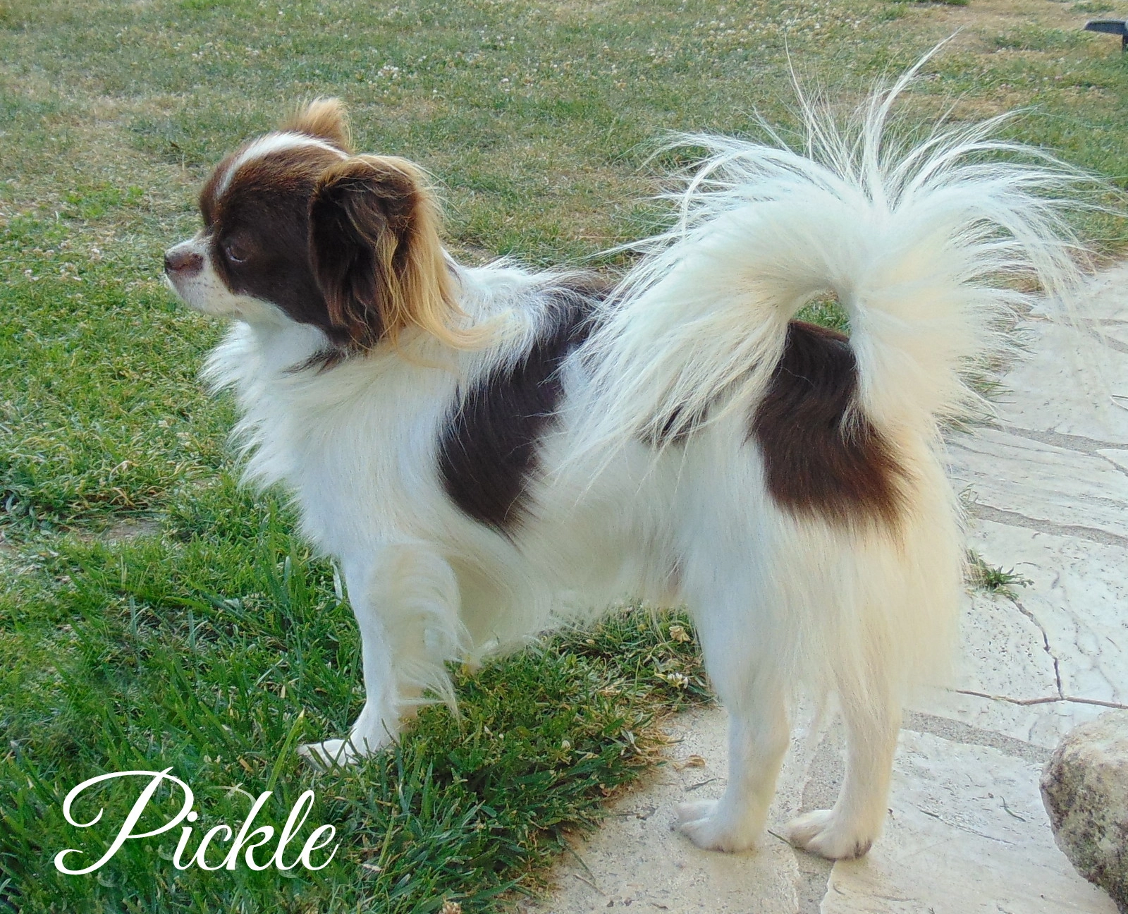 Jappeloup ex pickle  - 2 Allée Magellan, Tours