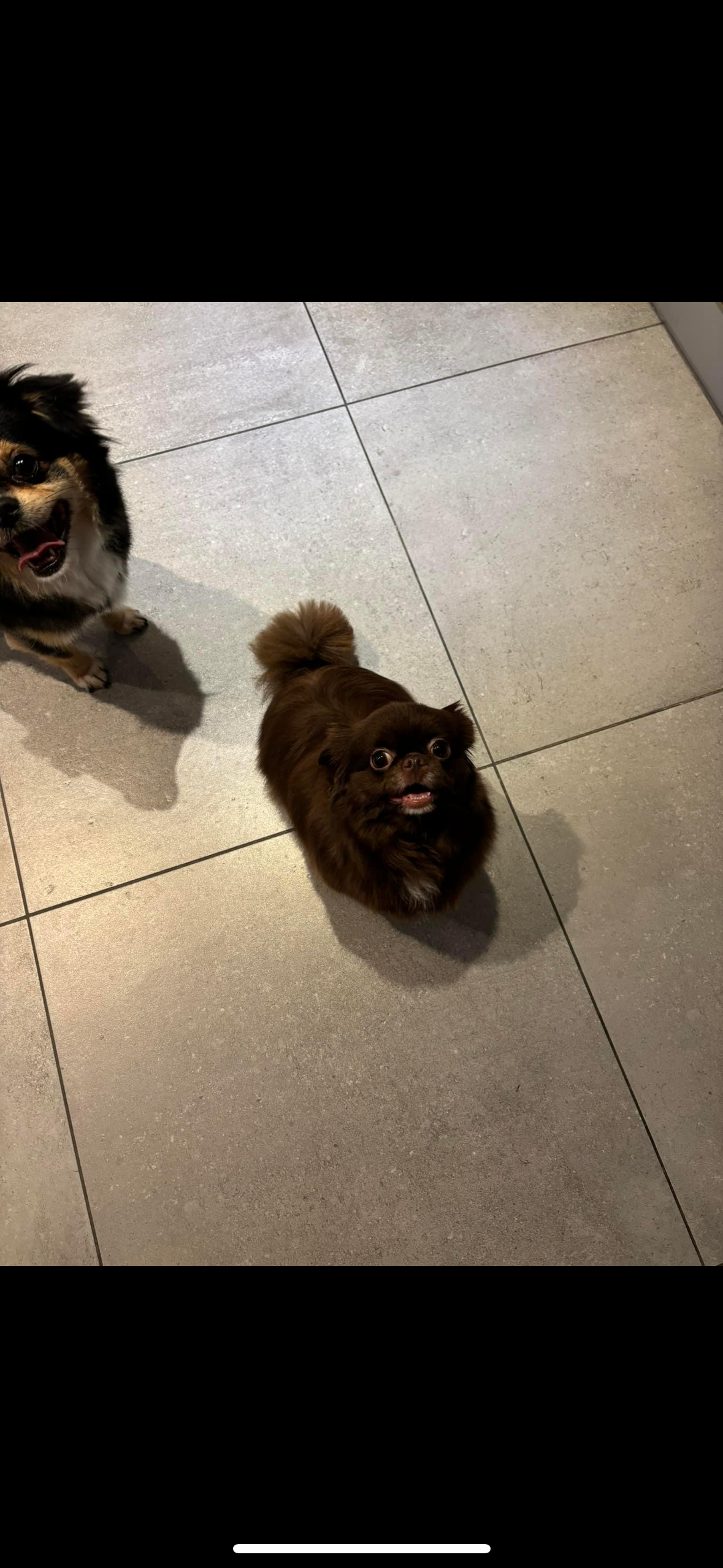 Maya - Pieter Busschaertstraat, Anzegem