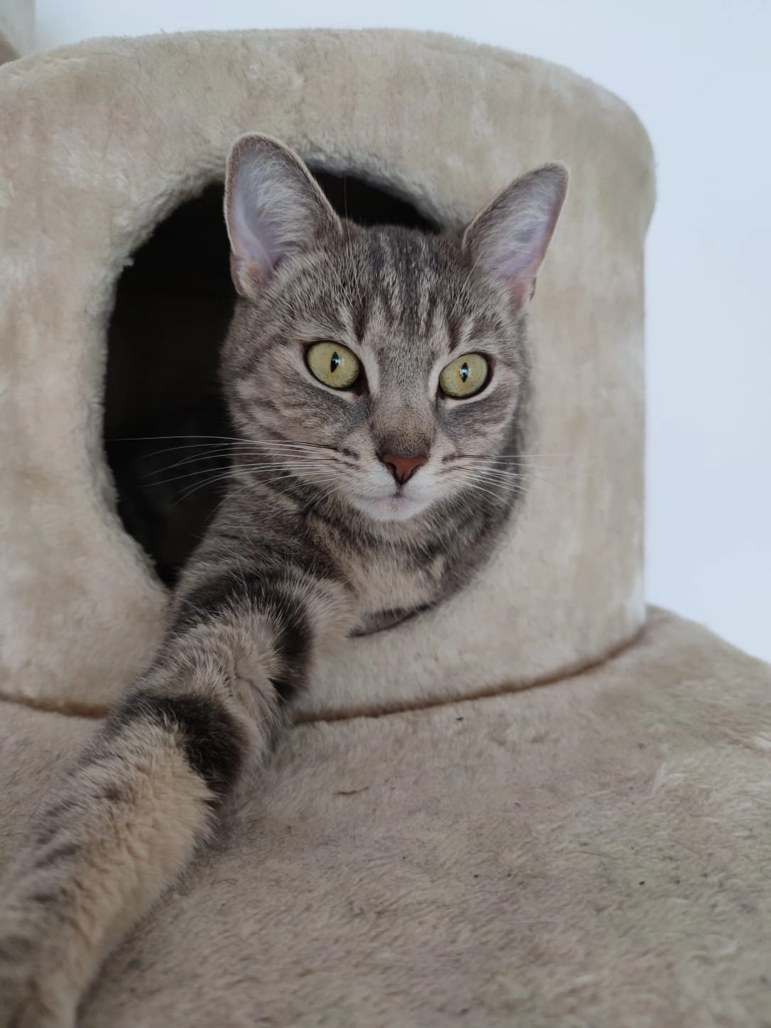 Muffin - Erlenstraße, Kumhausen