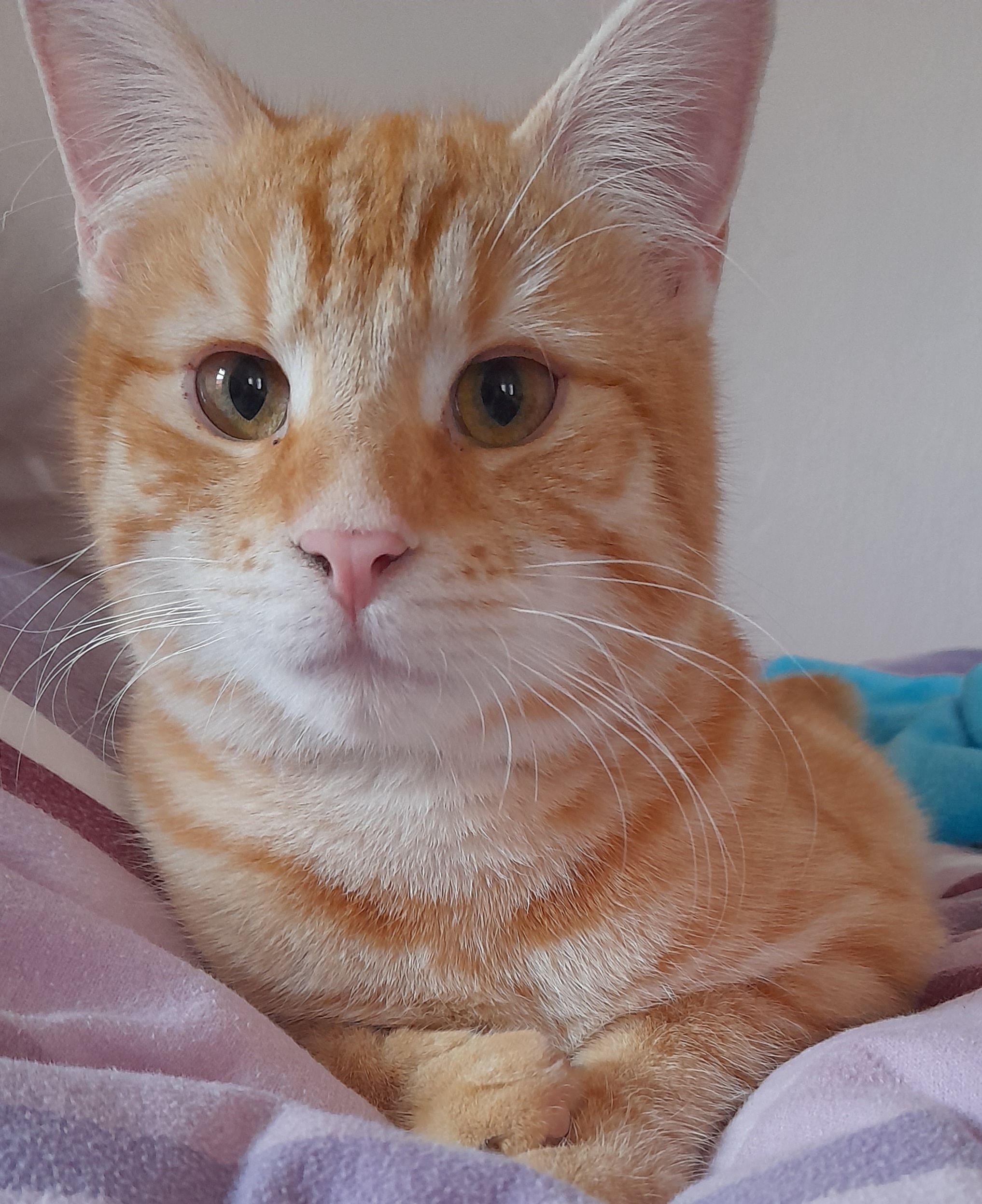 Willi - Kirchstraße, Groß Quenstedt