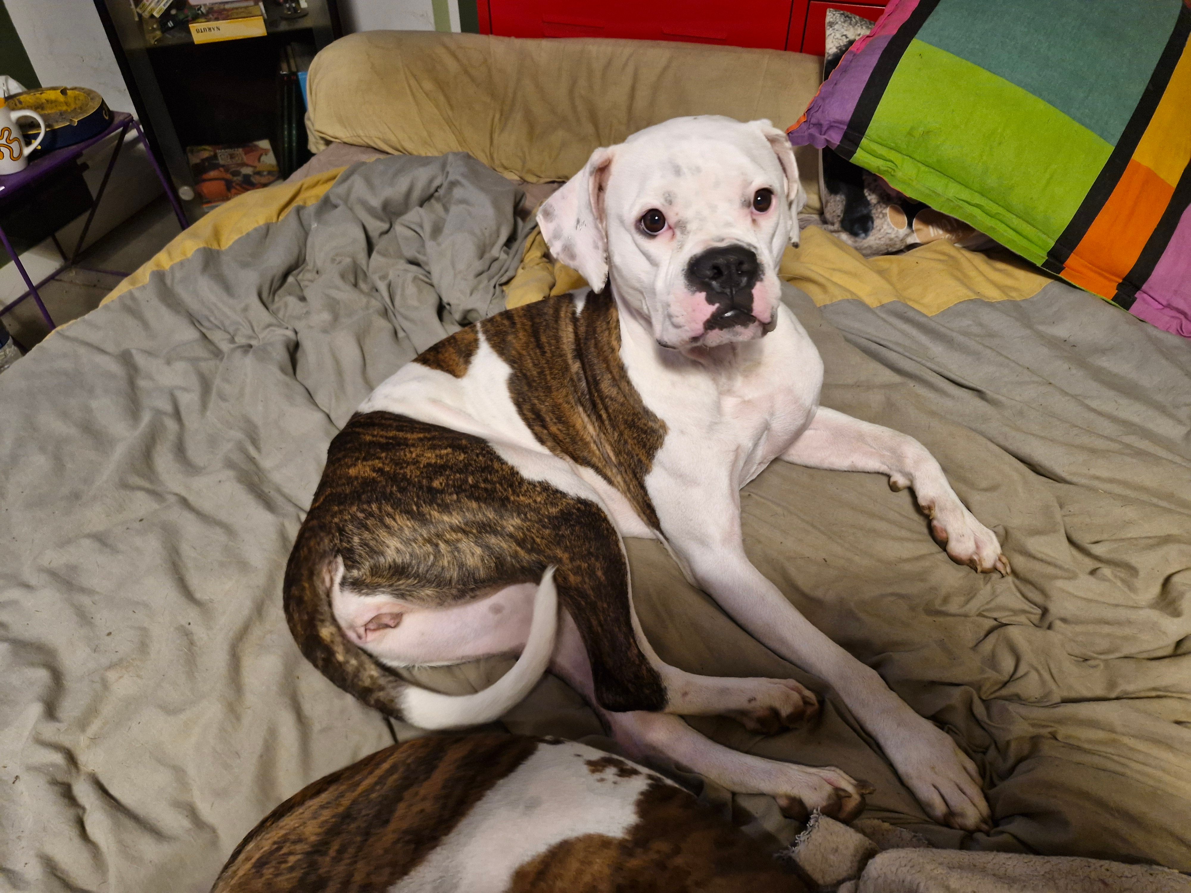 Ulya - 5 Boulevard des Arandelles, Chauray