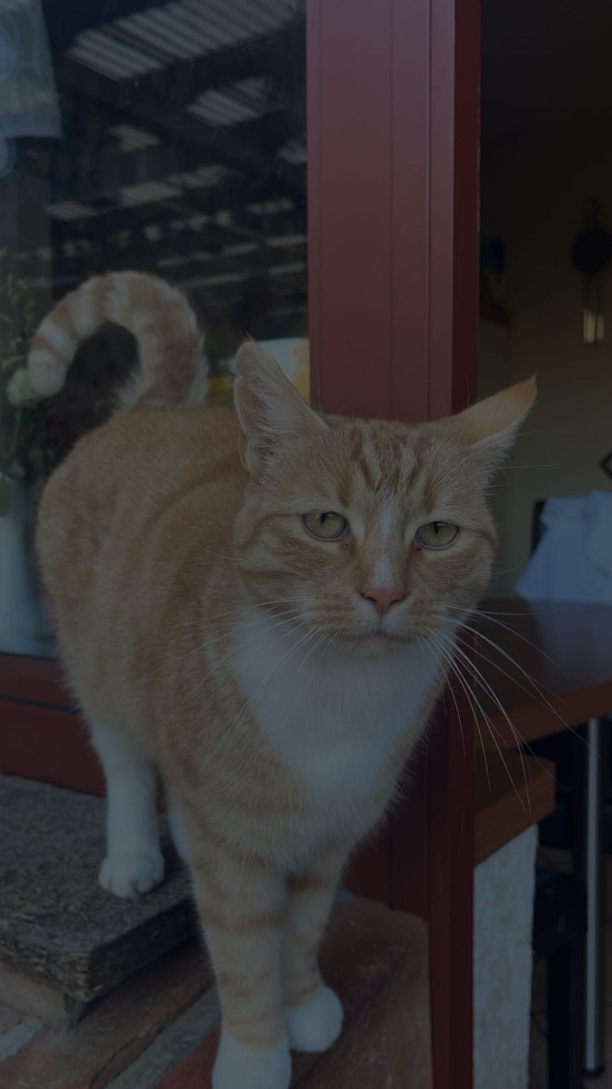 Pischti - Ringstraße, Lindetal