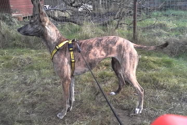 Bonnie - Clifton Gardens, Uxbridge
