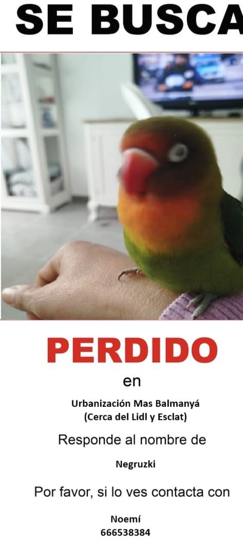 Negruzqui - Carrer De Manel Almeda, Sant Feliu de Guíxols