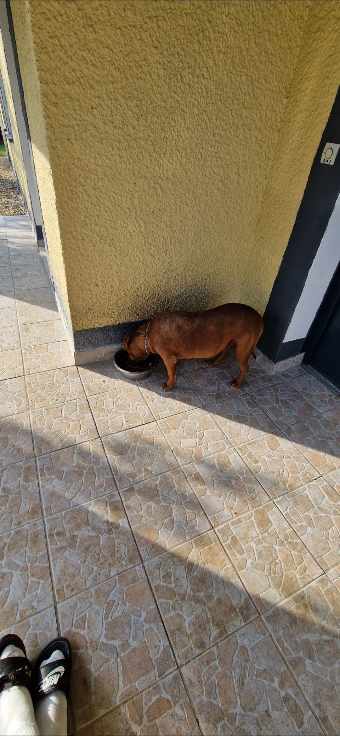 Oslo et Daymon - 683 Route de Belleplaine, La Ville-Dieu-du-Temple