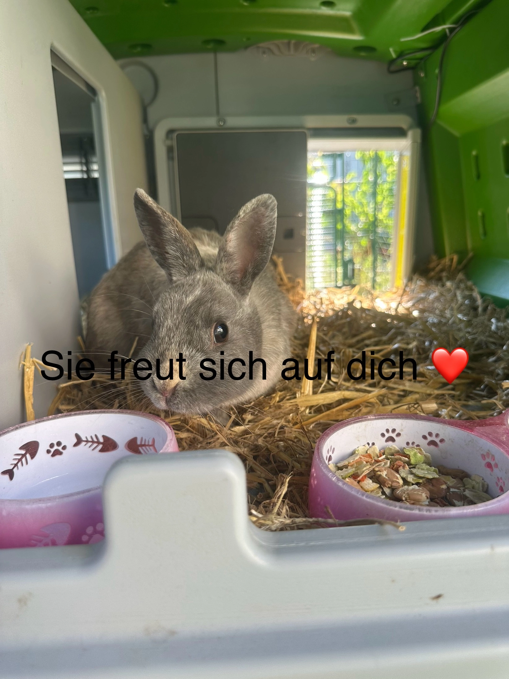 Kaninchen namens Lucy sie ist gr - Rolandsberggasse, Klosterneuburg