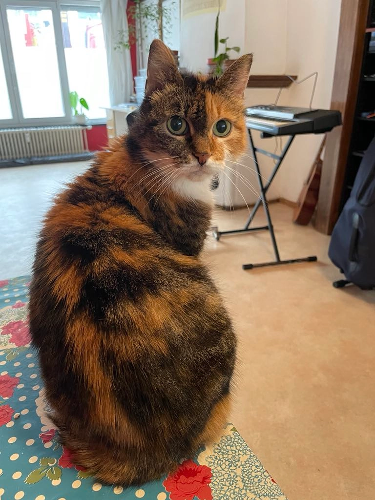 Amy - Christinastraat 112, Oostende