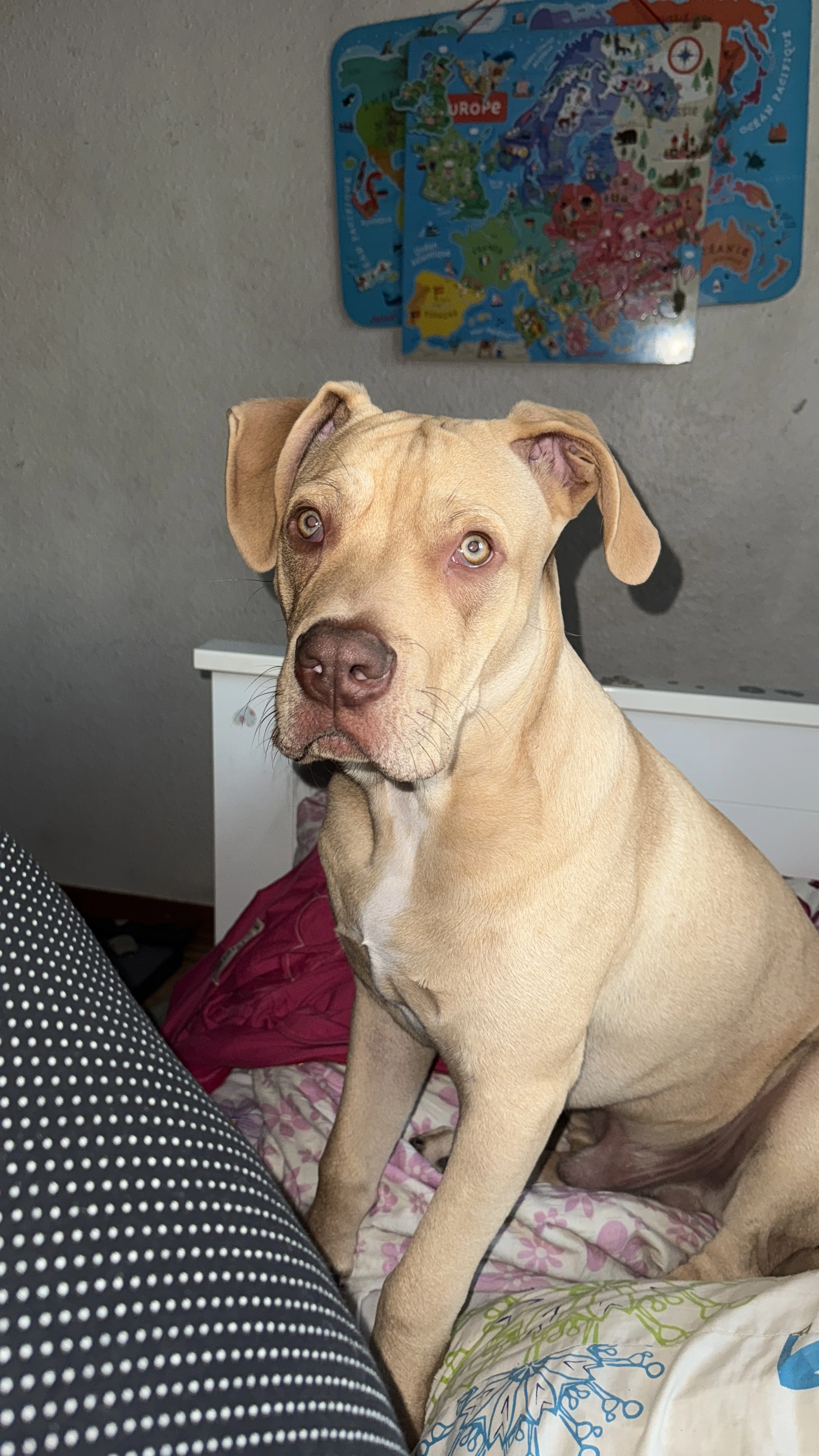 Volt - Chemin Du Molard, Versoix