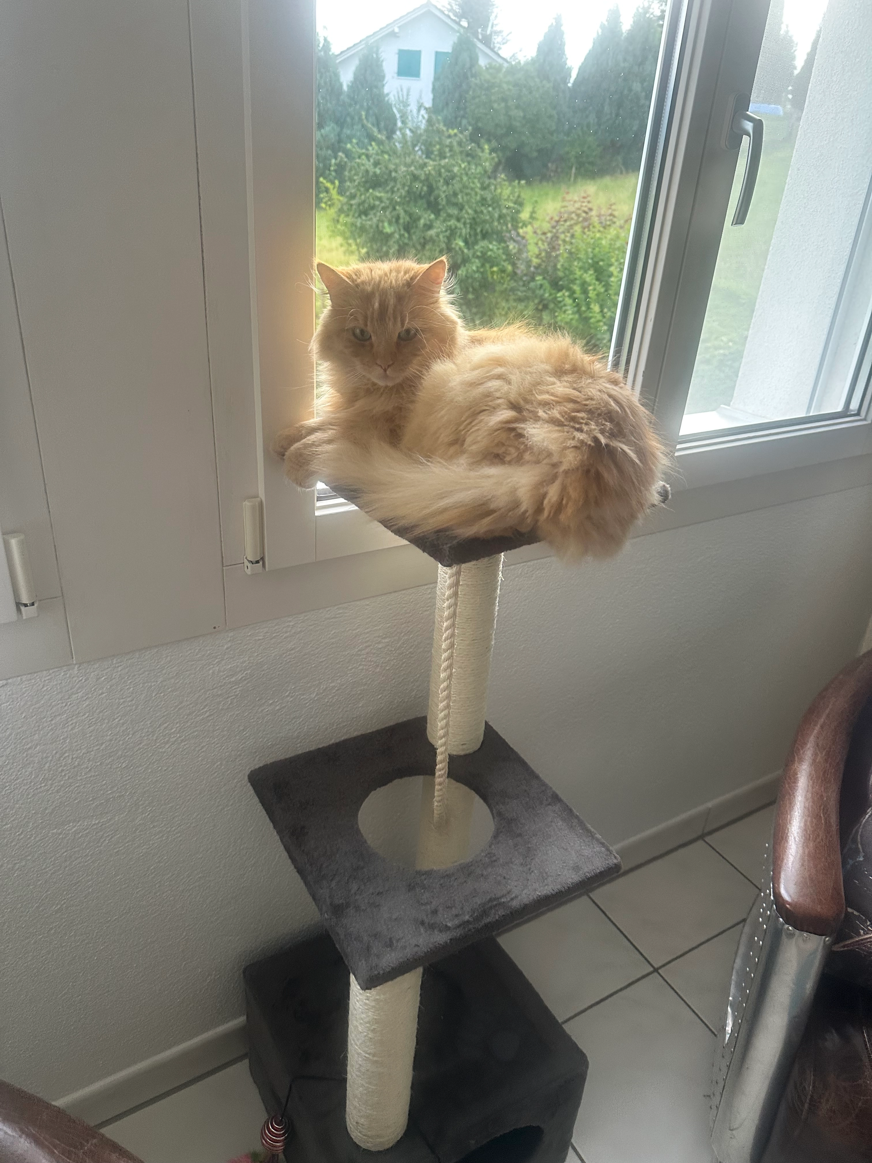 Carlos - Riedhof 3, Rothenburg