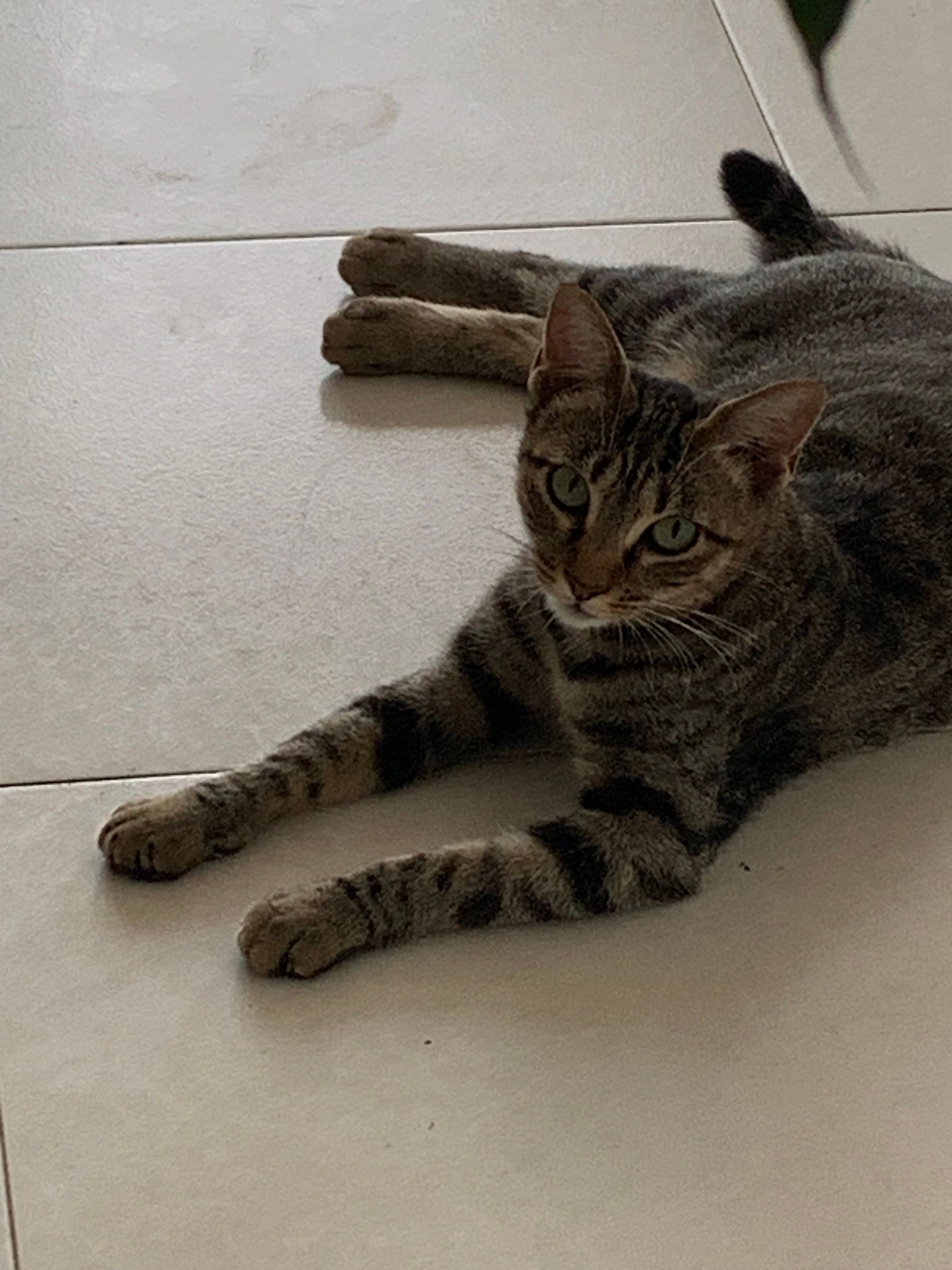 Shirley - Cl Del Rincon-Ur Campo Golf, Cartagena