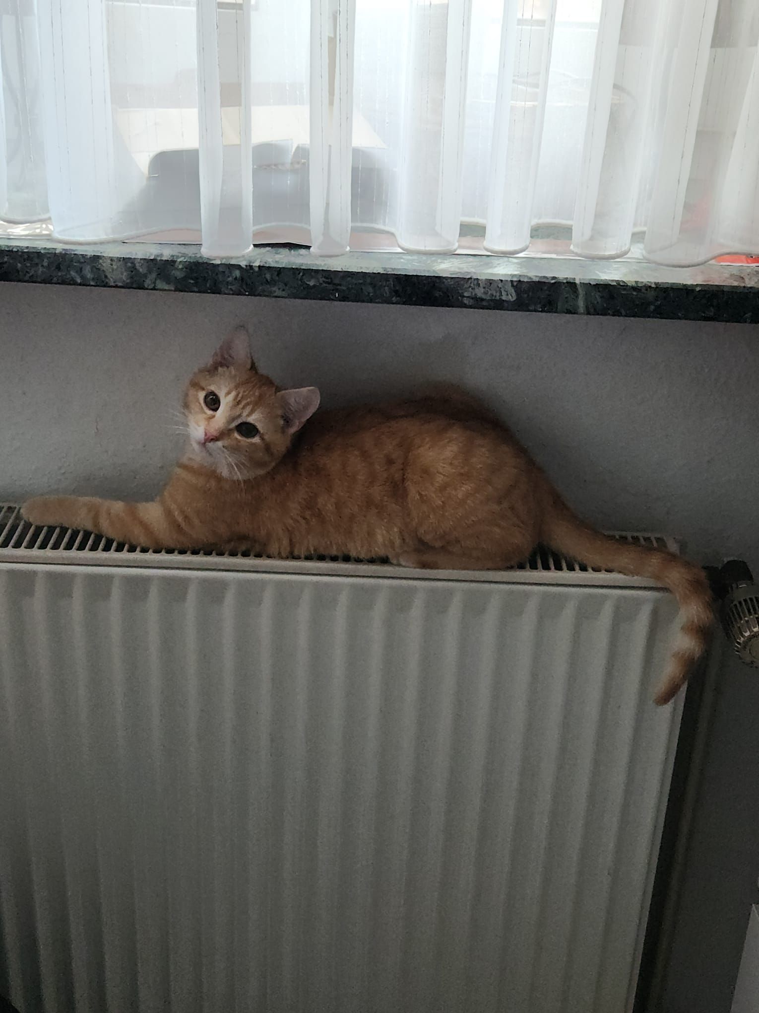 Simba - Hauptstraße, Todenbüttel