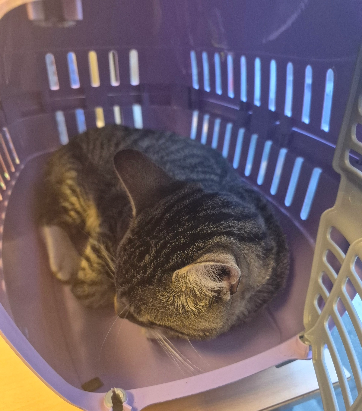 Artur - Erwin-Kramer-Ring 3D, Doberlug-Kirchhain