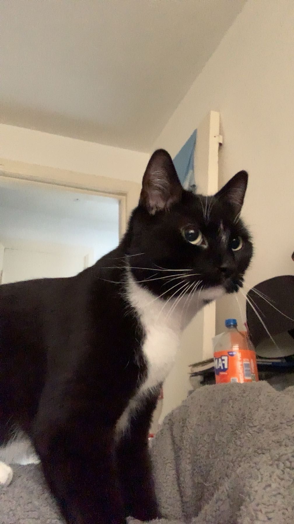 Arlo - Caspian Road, Sunderland