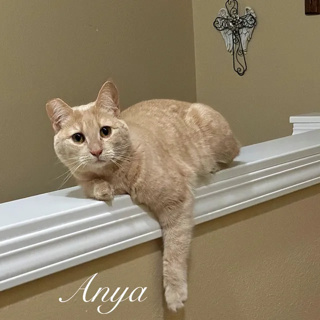 Anya - 3623 S Gekeler Ln, Boise