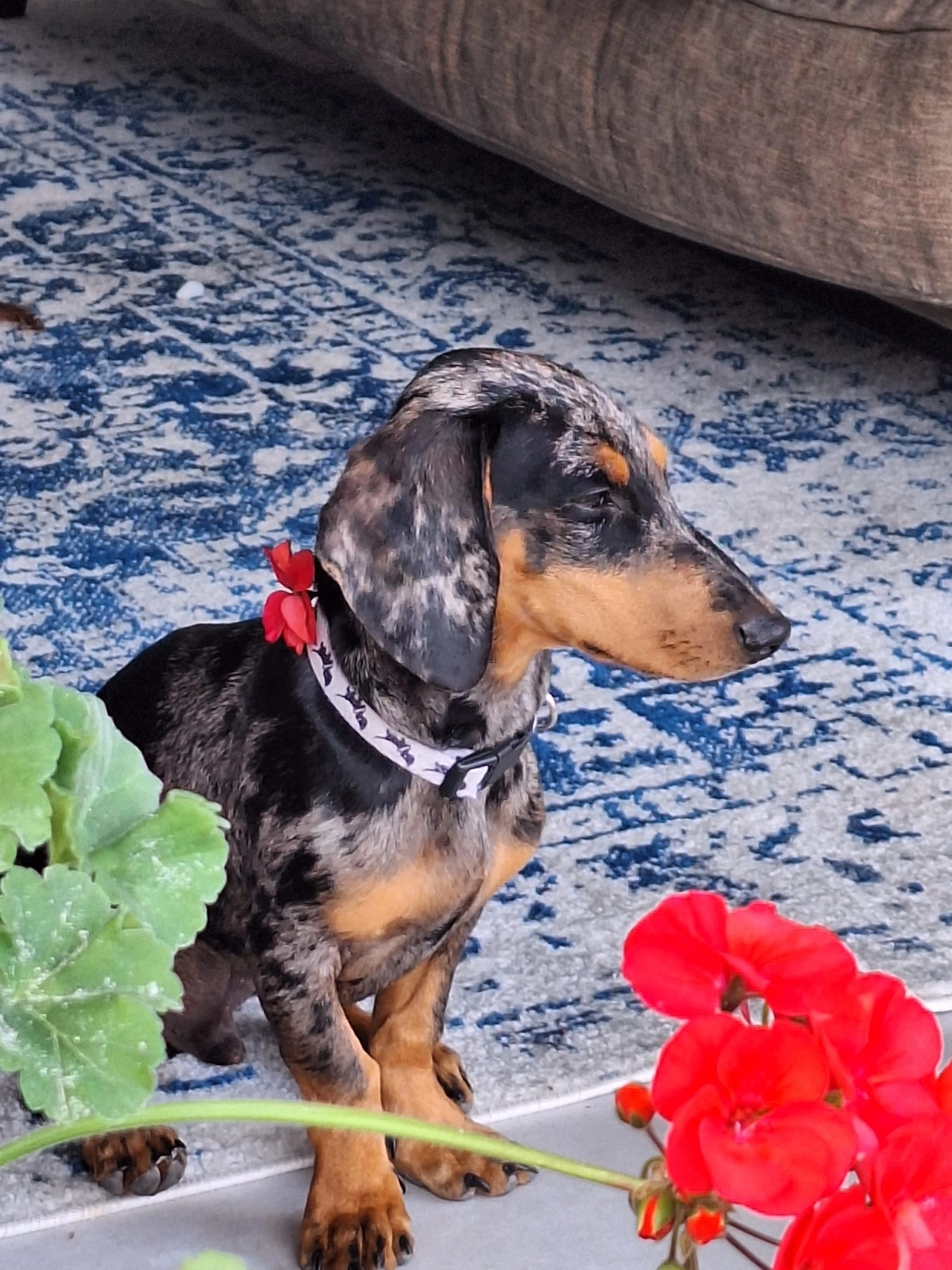 Loop - Chemin De La Vallovière, Creissan