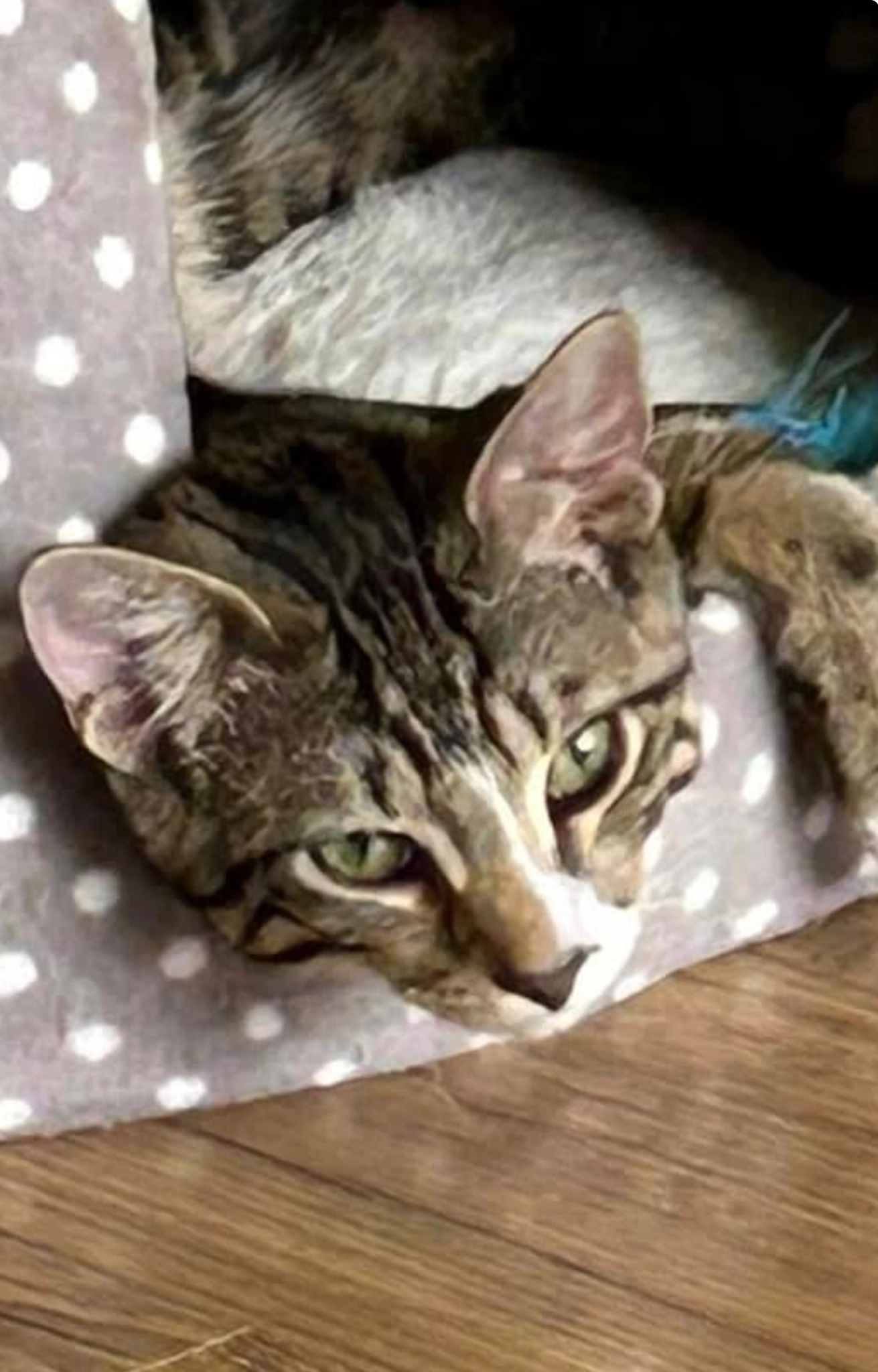 Sid - Milnhay Road, Nottingham