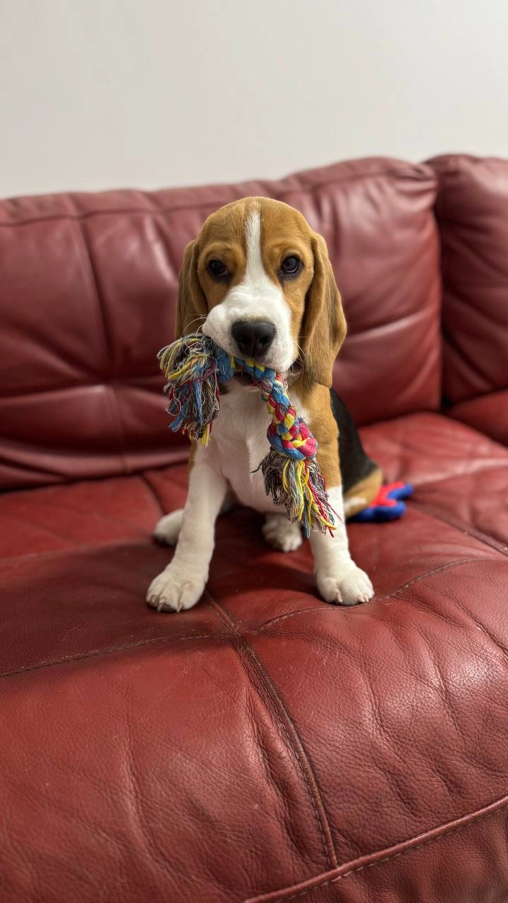 Бальдр - רחוב יבנה, קרית מוצקין