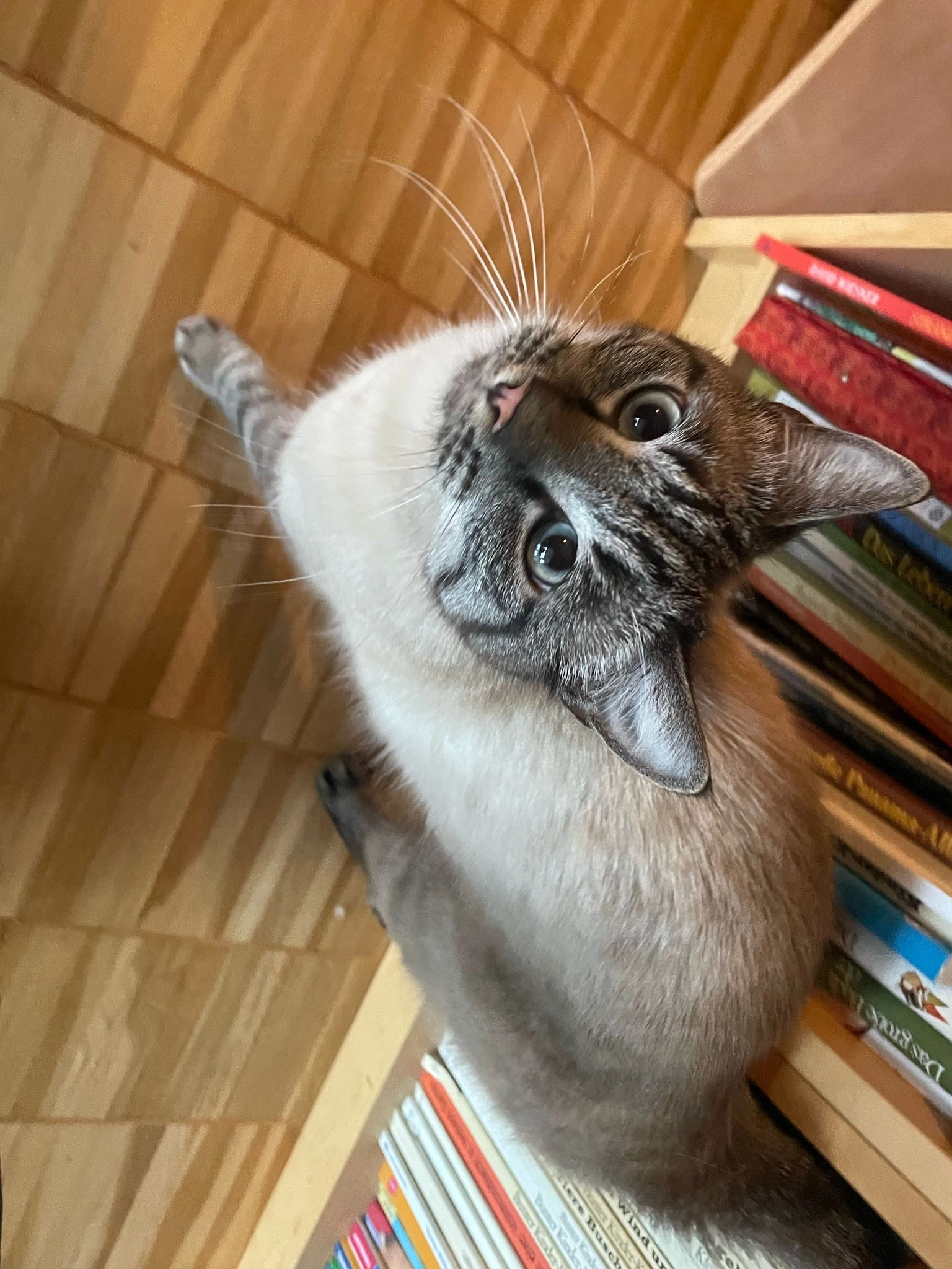 Loki - Hainstraße, Siegen