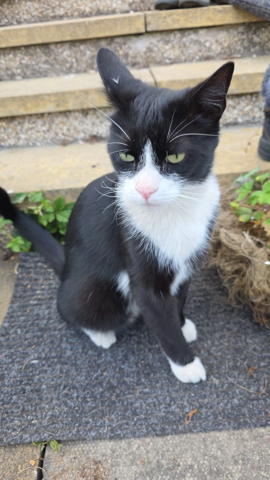 Loki - Lead Burn Avenue, Dunfermline