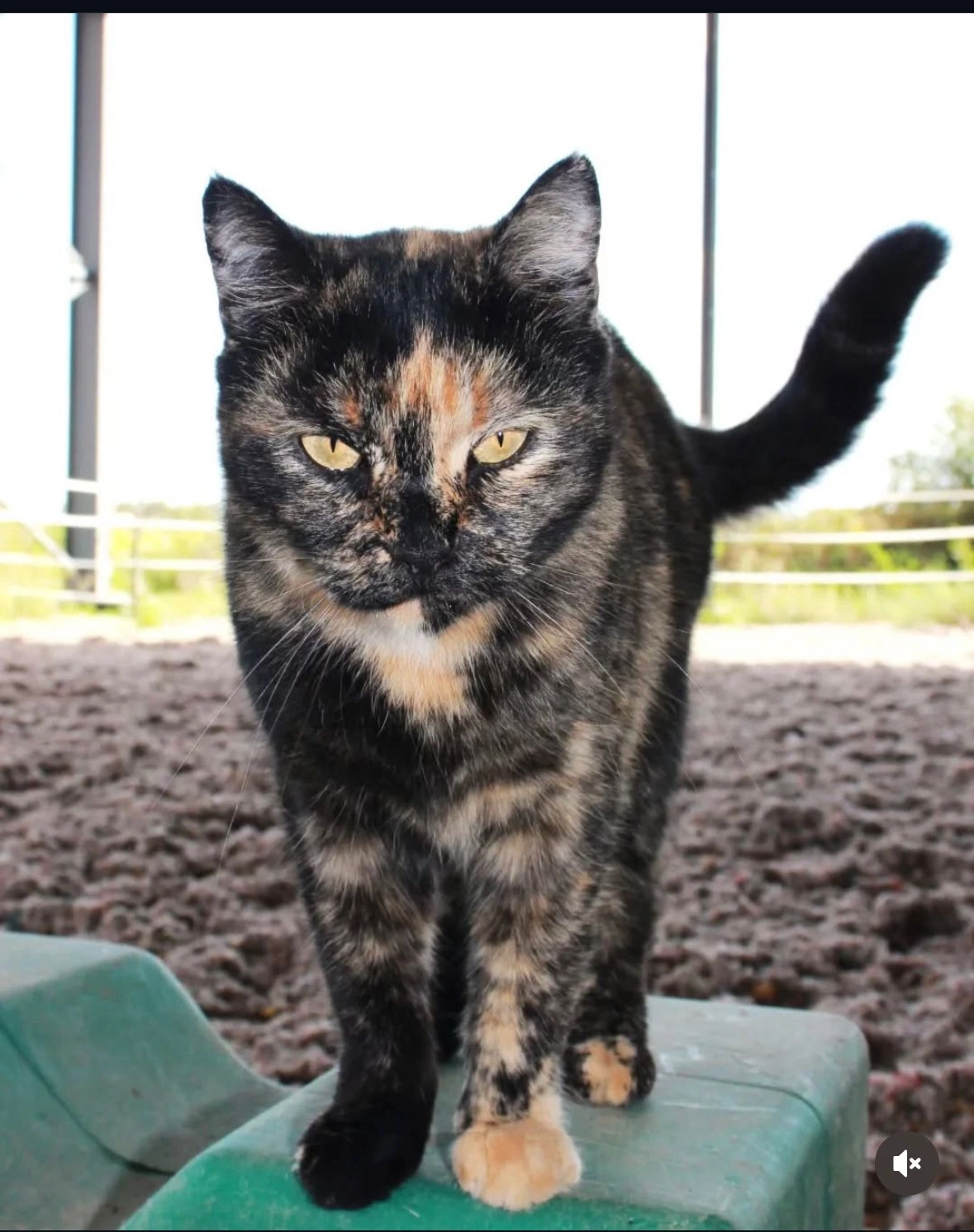 Kitty  - Champ Guérin, Valdivienne