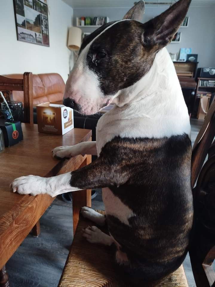 Beltaine  - 31 Le Bouée, Mauron