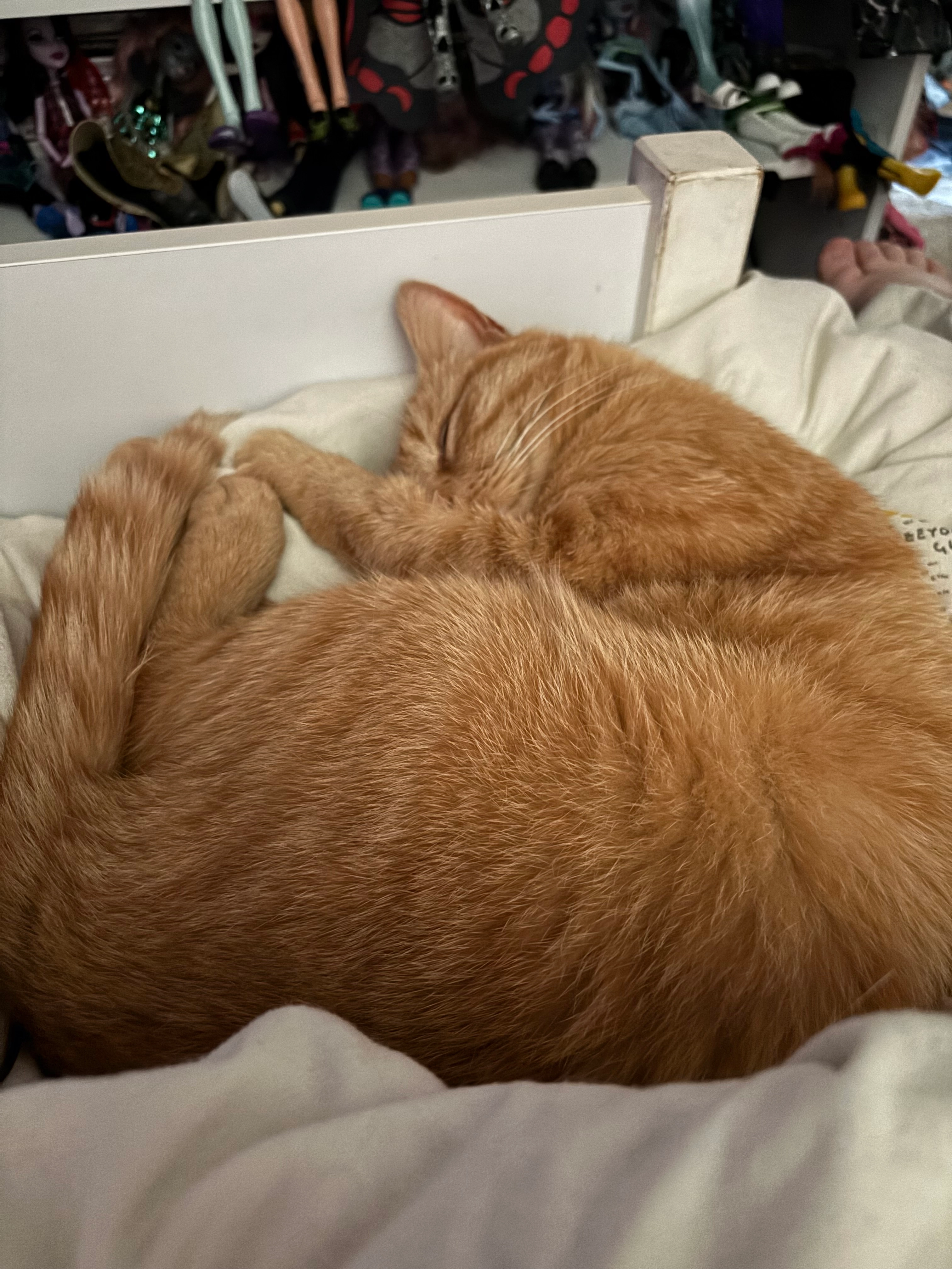 Olly - Farden Lane, Ludlow