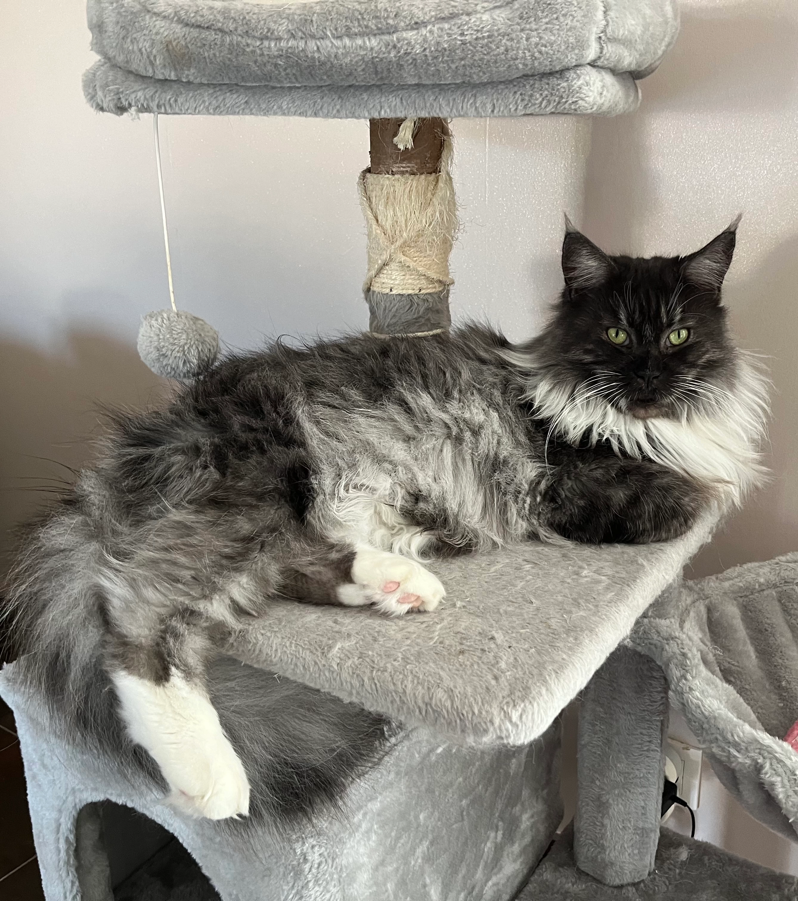 Romy - 24 Rue des Bleuets, Montady