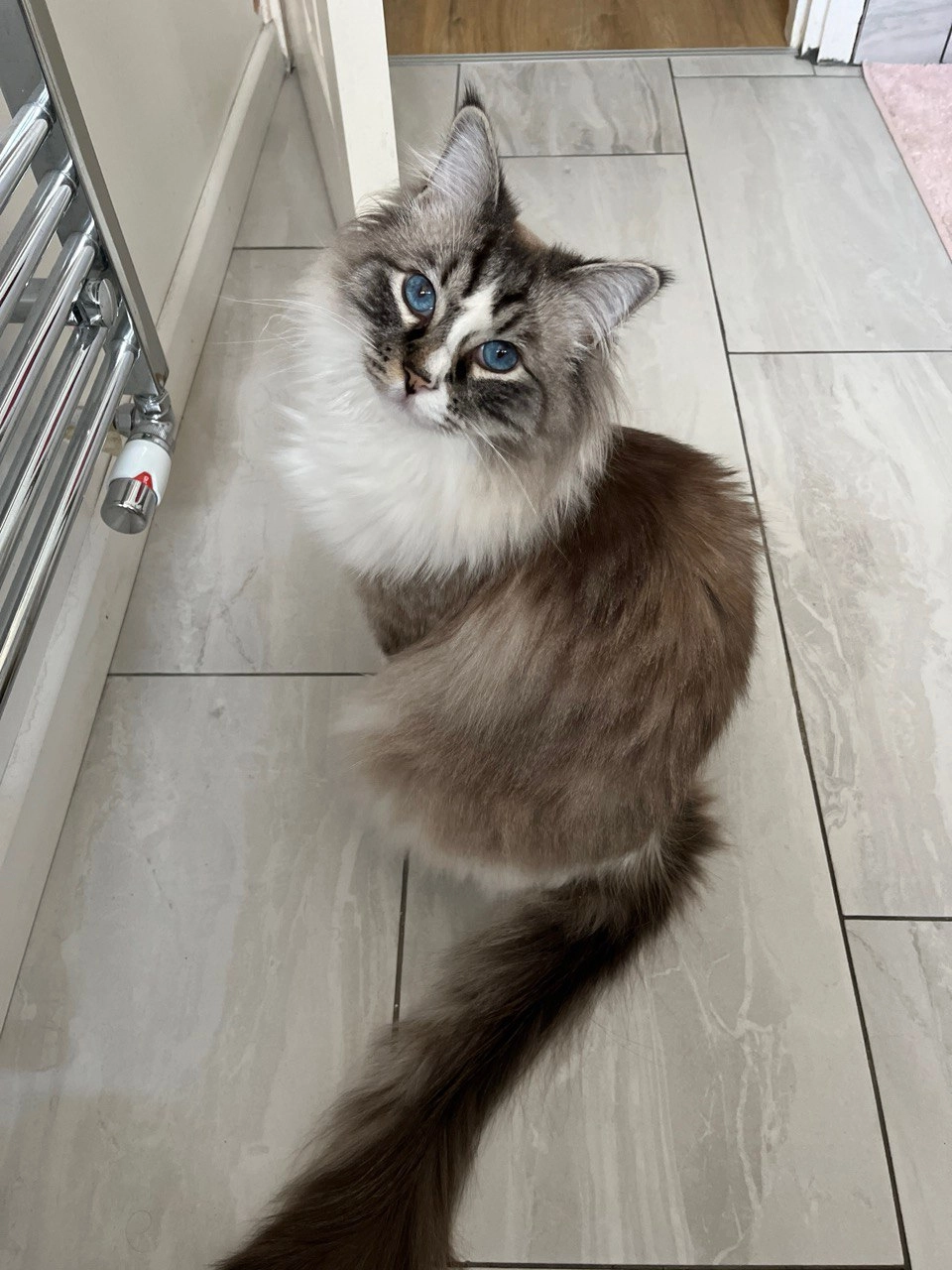 Cookie - MK14 6, Milton Keynes