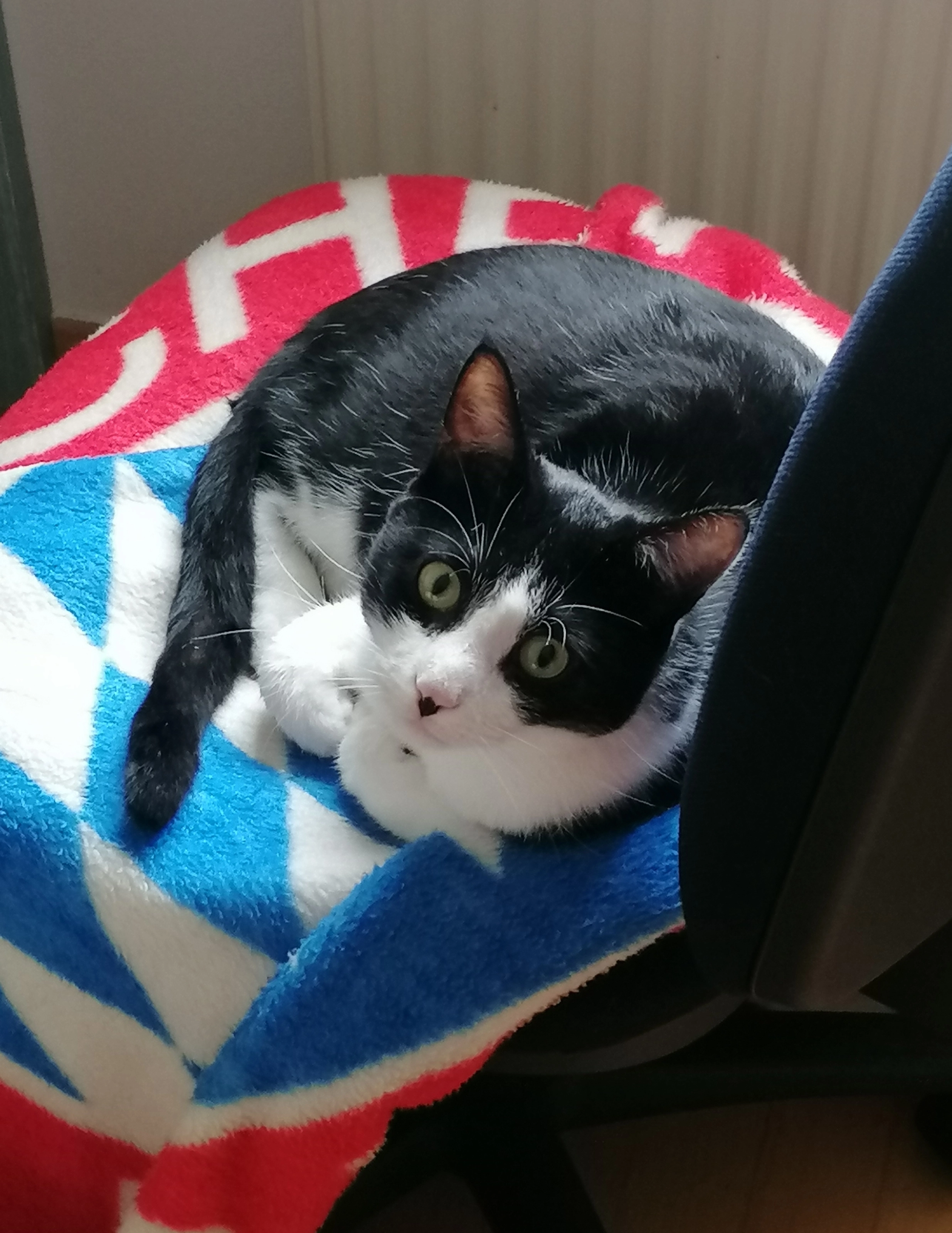 Pepper - Schleiwegaass, Nidderanven